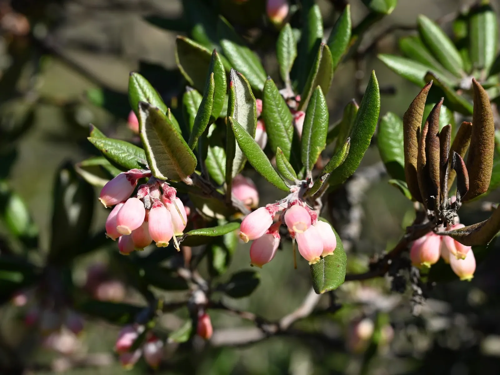 Mission Manzanita (Xylococcus bicolor) — while the subsequent red-brown fruits; its distinctive deep red bark and leathery green leaves provide year-round