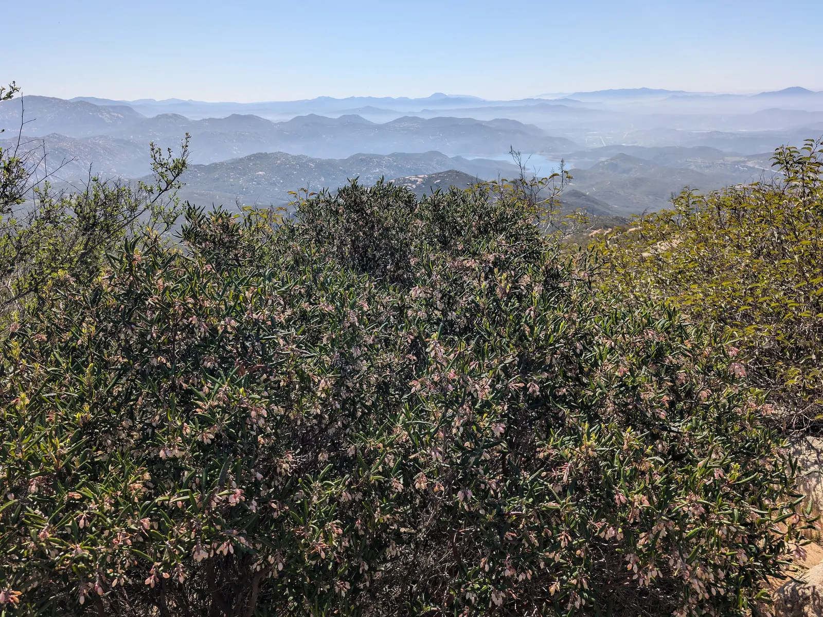 Mission Manzanita (Xylococcus bicolor) — its distinctive deep red bark and leathery green leaves provide year-round interest; but some supplemental watering