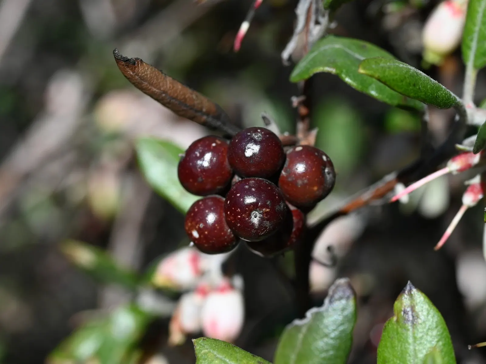 Mission Manzanita (Xylococcus bicolor) — These flowers are a valuable nectar source for native pollinators; no significant pest or disease issues are commonly