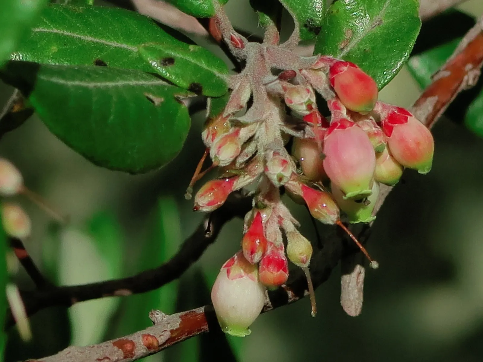 Mission Manzanita (Xylococcus bicolor) — Ideal for native gardens, it provides habitat value and erosion control; tolerating a variety of soil types