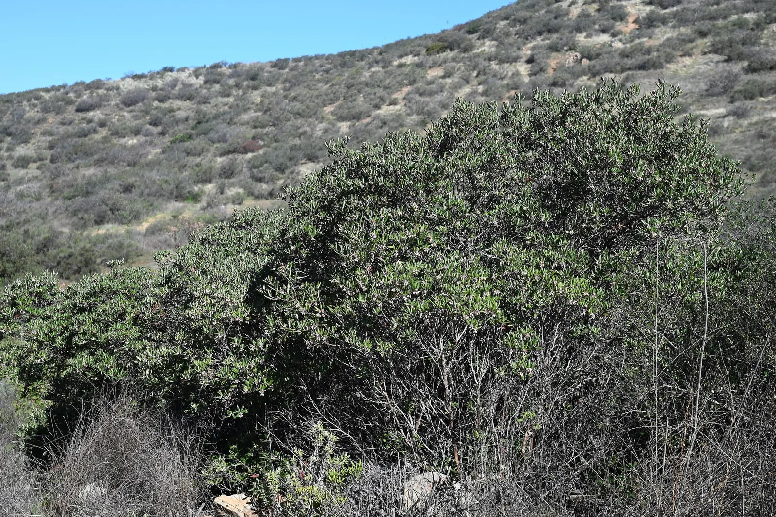 Mission Manzanita (Xylococcus bicolor) — about 0.5 to 1 inch in diameter; which may grow up to 1.5 to 2 inches long