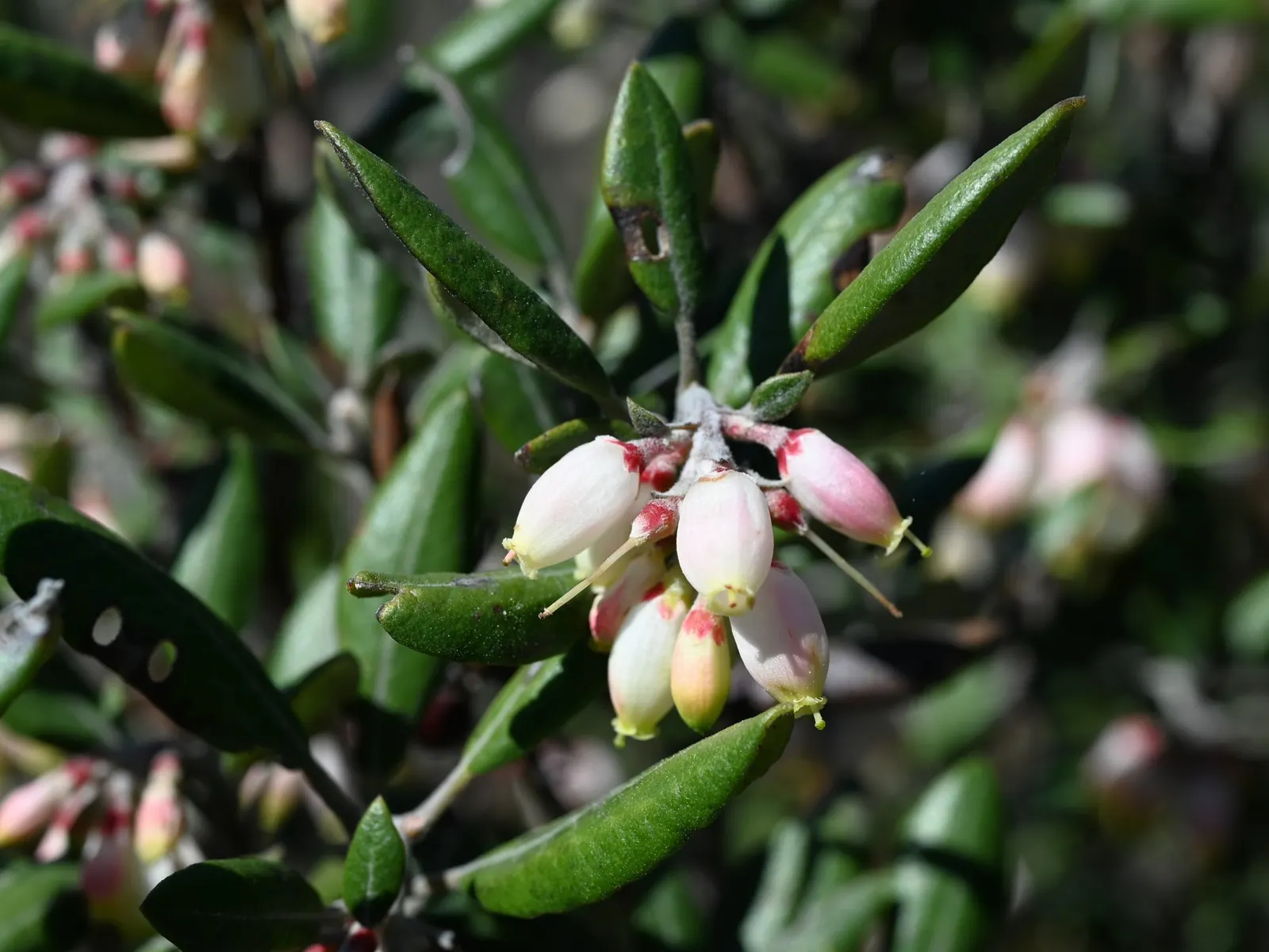 Mission Manzanita (Xylococcus bicolor) — and roughly 0.5 inches long - adding a delicate touch to its robust form, image 35