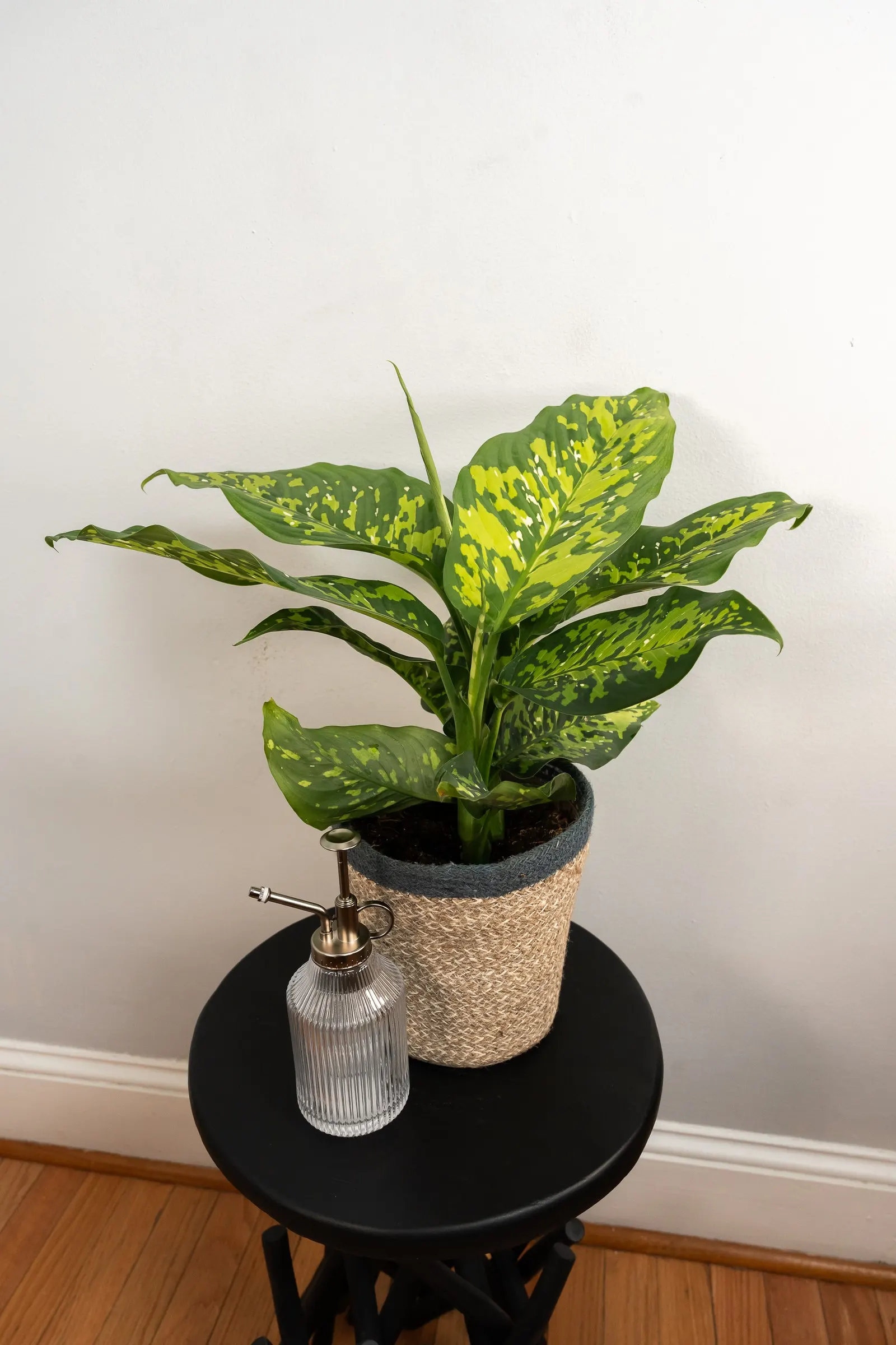 Ocelot™ Dumb Cane (Dieffenbachia hybrid) — creating a vivid spotted effect