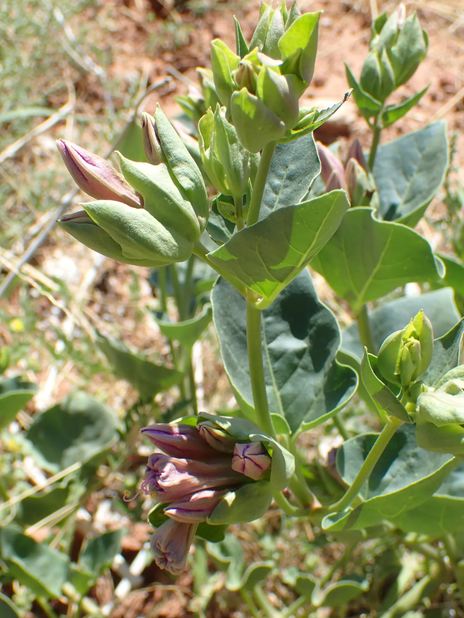 Wild Four O'Clock (Mirabilis Multiflora) — This plant reaches 18-24 inches in height with a similar spread; often tolerating drought and poor soil conditions