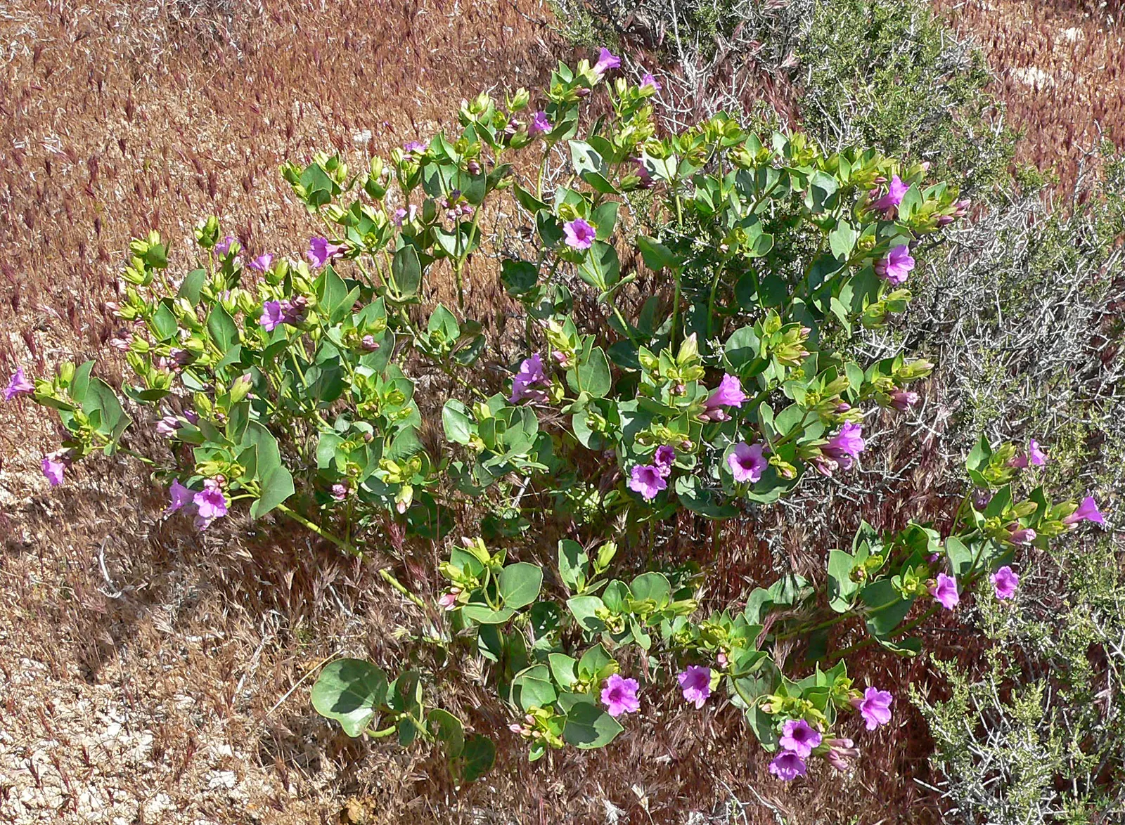 Wild Four O'Clock (Mirabilis Multiflora) — unfurling a profusion of trumpet-shaped flowers; blooms appear in summer, attracting hummingbirds and pollinators