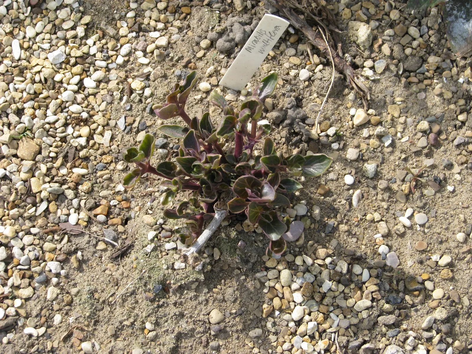 Wild Four O'Clock (Mirabilis Multiflora) — It prefers full sun to partial shade and needs well-drained soil; the Wild Four O'Clock (Mirabilis, image 52