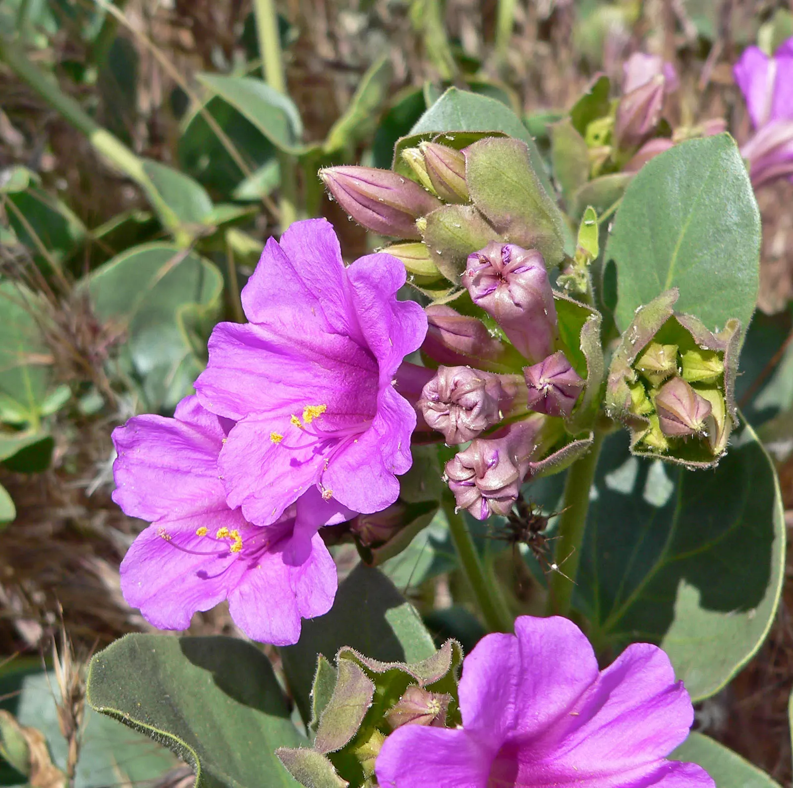Wild Four O'Clock (Mirabilis Multiflora) — measuring about 2 to 4 inches in length; this vivid perennial thrives in USDA hardiness zones 4 through 9