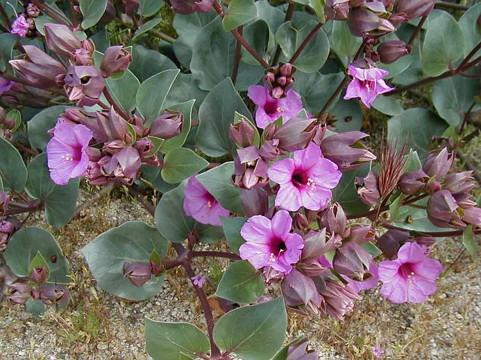 Wild Four O'Clock (Mirabilis Multiflora) — pink flowers in the garden