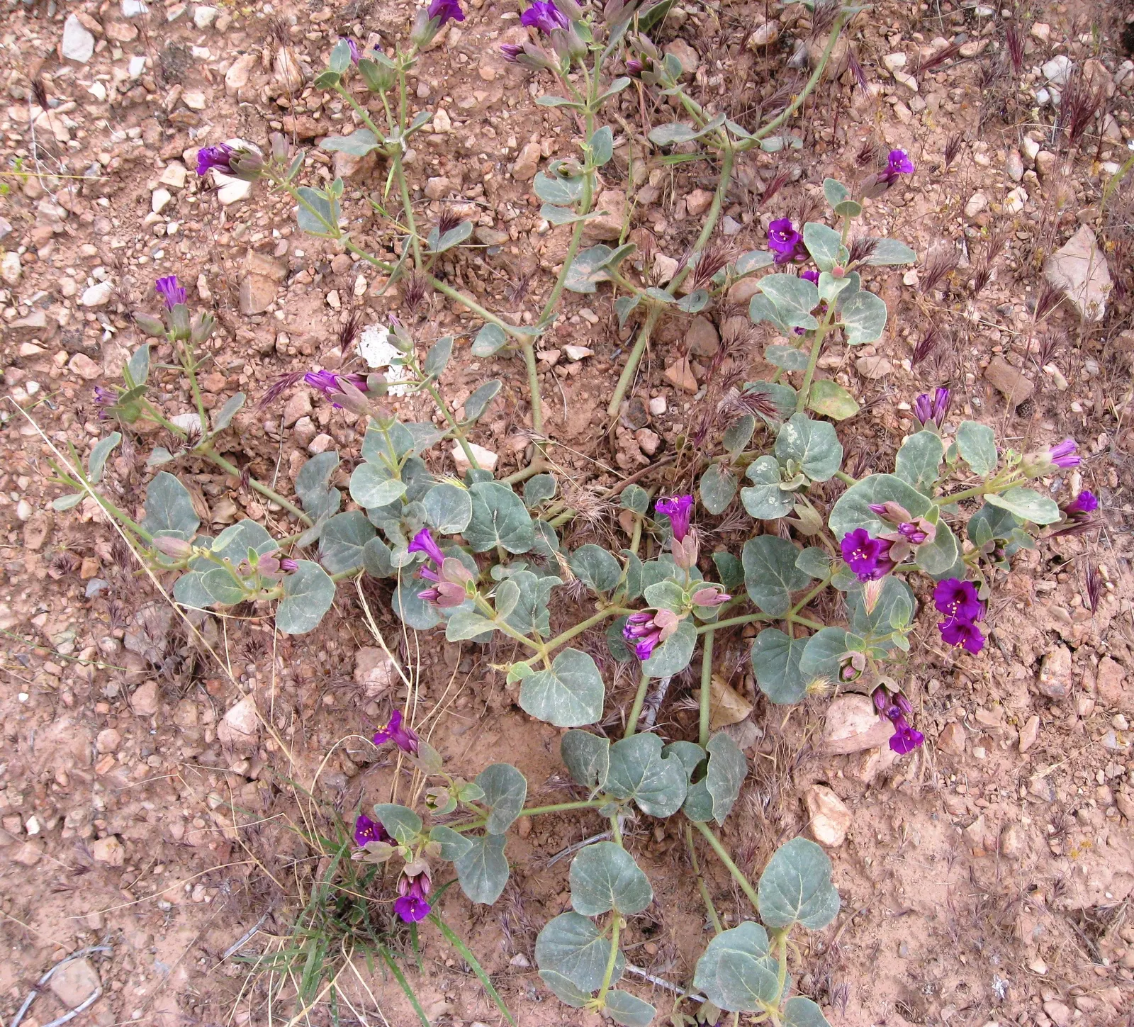 Wild Four O'Clock (Mirabilis Multiflora) — scientifically known as Mirabilis multiflora