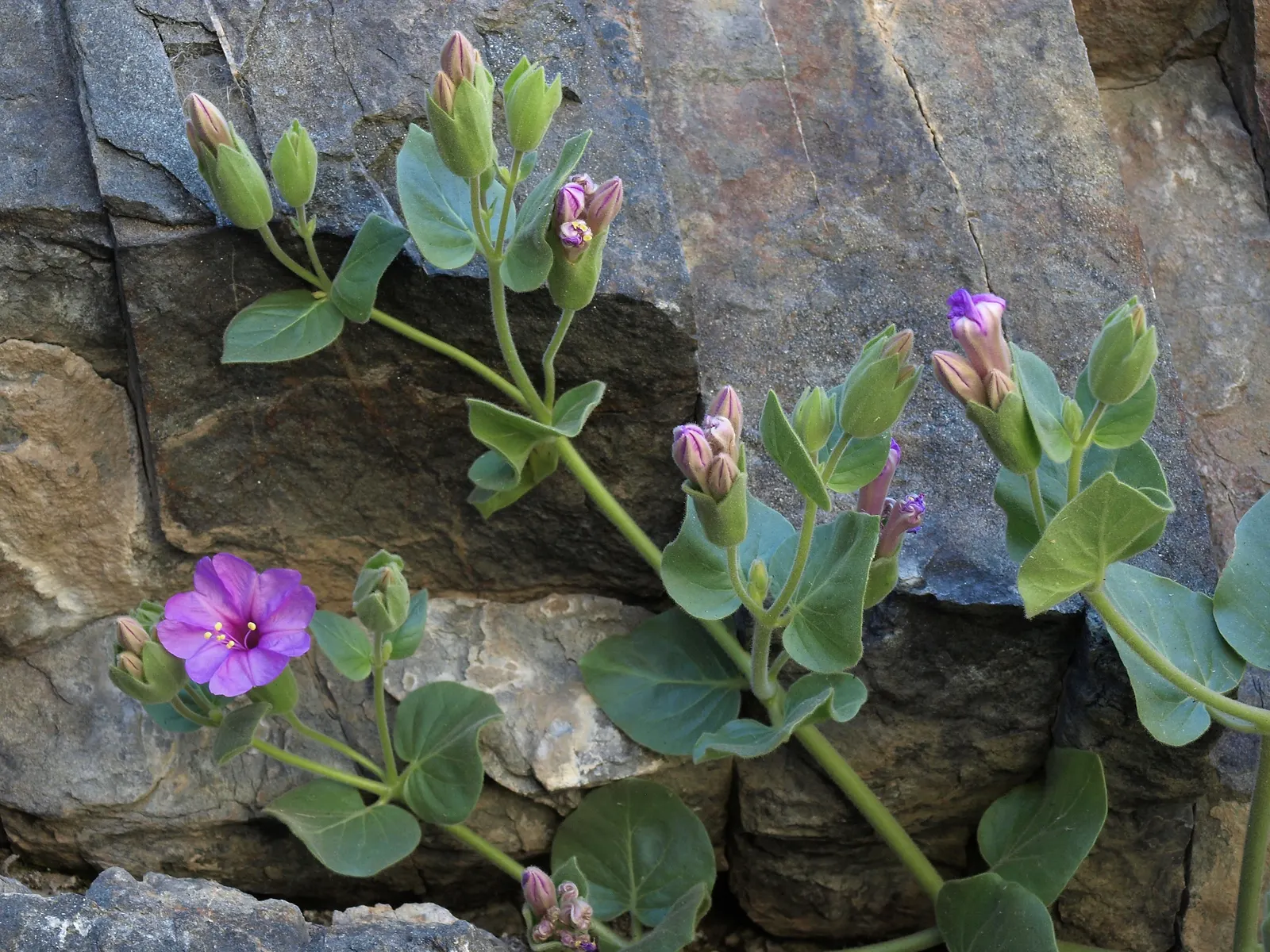 Wild Four O'Clock (Mirabilis Multiflora) — unfurling a profusion of trumpet-shaped flowers