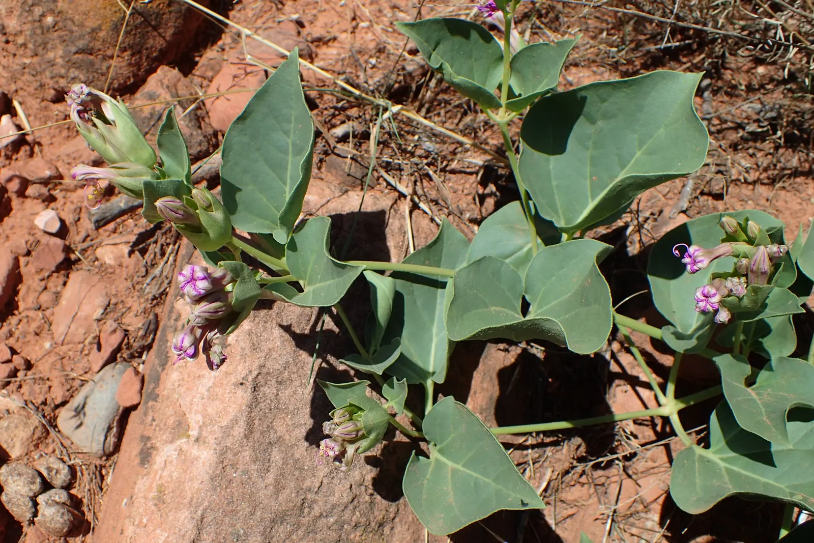 Wild Four O'Clock (Mirabilis Multiflora) — perennial with pink blooms
