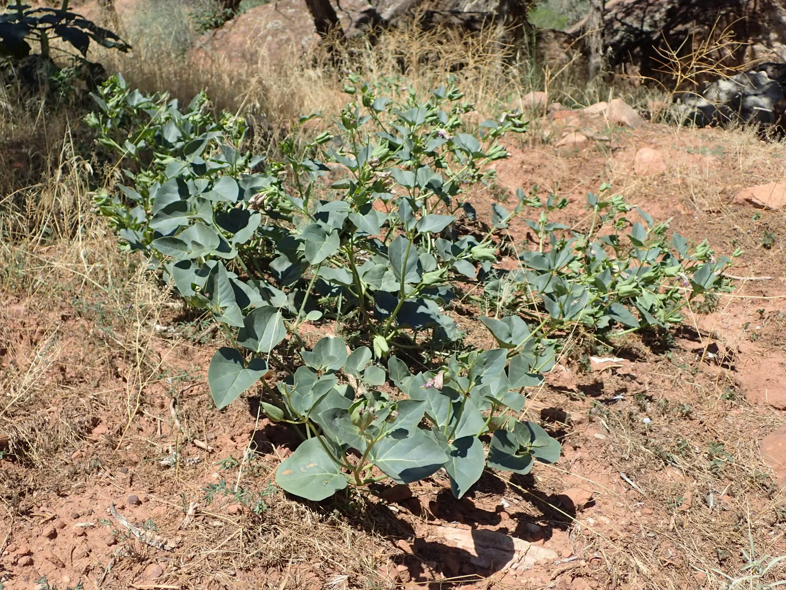 Wild Four O'Clock (Mirabilis Multiflora) — The Wild Four O'Clock (Mirabilis multiflora) is a durable North American perennial thriving in USDA zones 4-8
