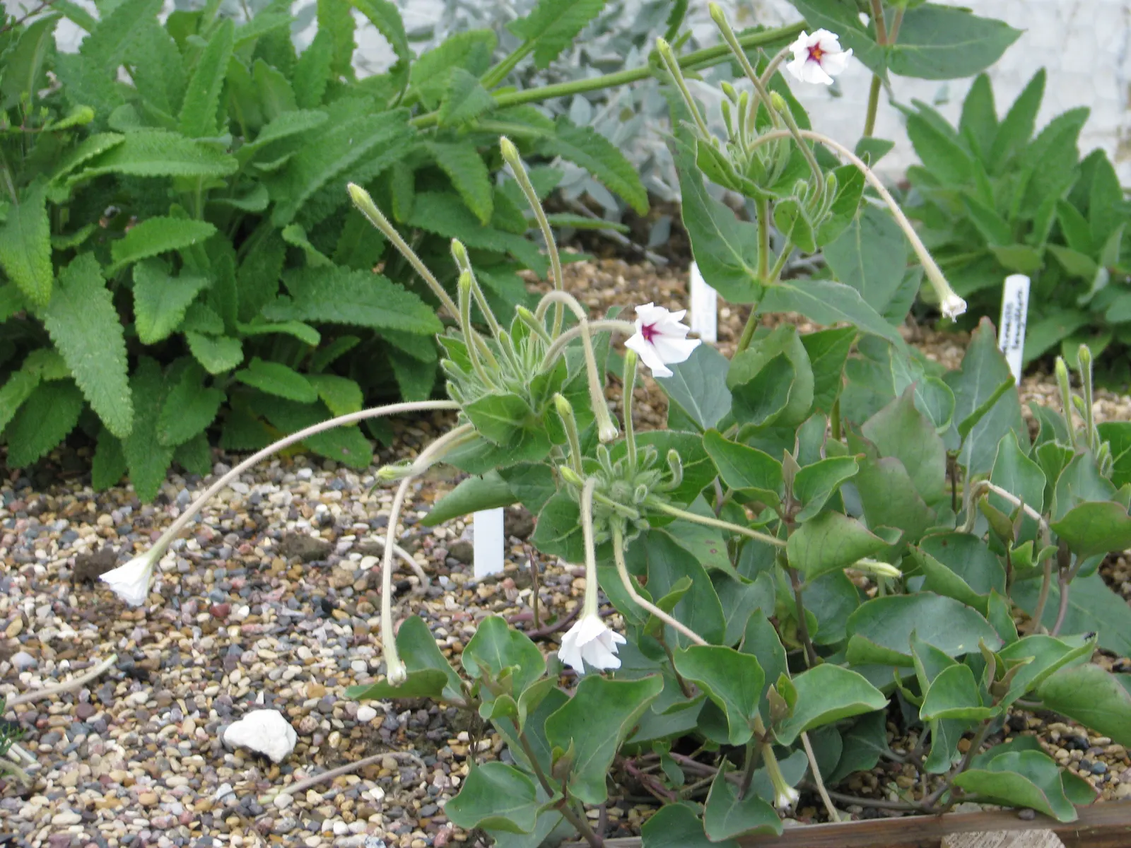 Wild Four O'Clock (Mirabilis Multiflora) — It prefers full sun to partial shade and needs well-drained soil