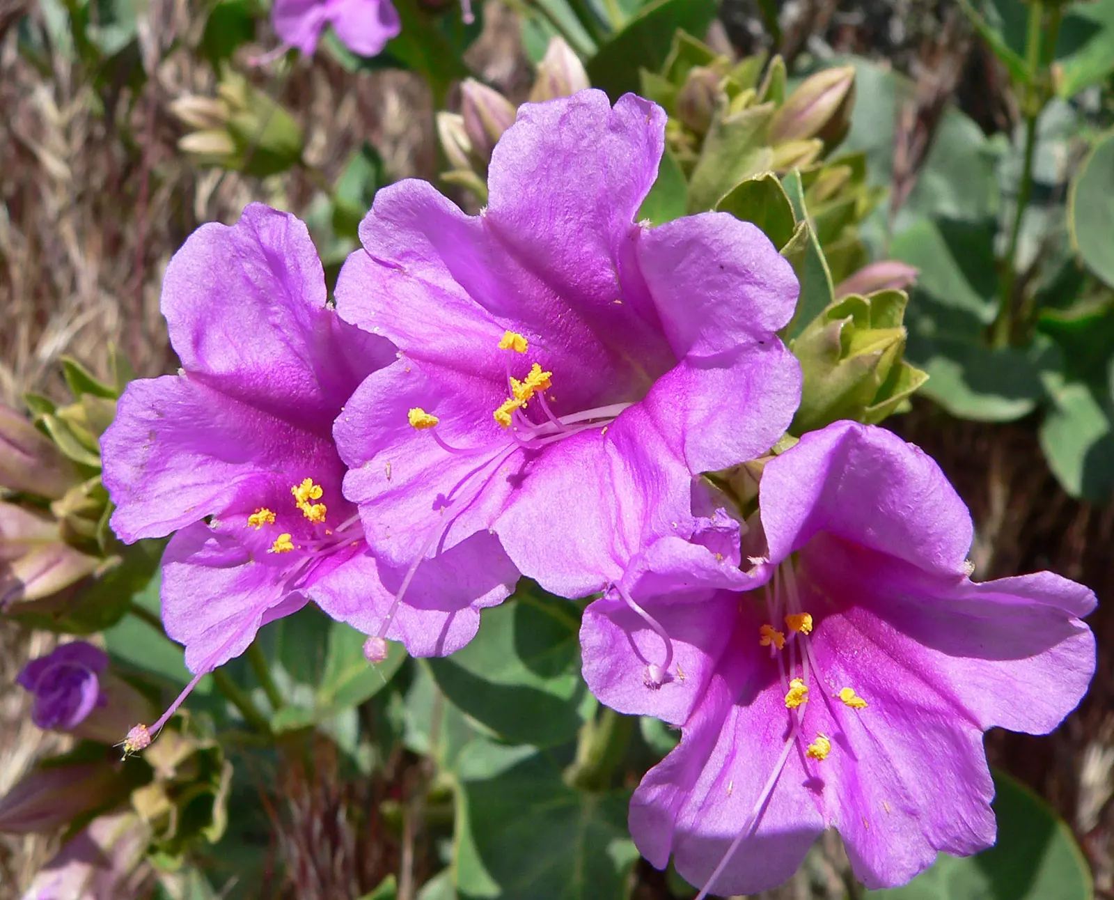 Wild Four O'Clock (Mirabilis Multiflora) — Regular watering during long dry spells will maintain plant vigor; flourishing in the full sun to partial shade of