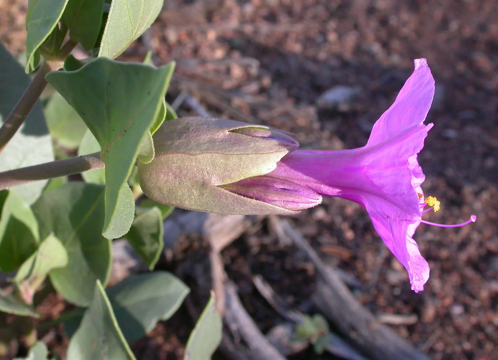 Wild Four O'Clock (Mirabilis Multiflora) — This plant reaches 18-24 inches in height with a similar spread; often tolerating drought and poor soil, image 51