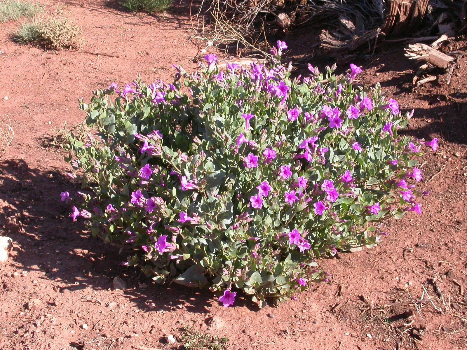 Wild Four O'Clock (Mirabilis Multiflora) — perennial for full or half or shade; which can add enduring charm to the designed landscape with its punctual and