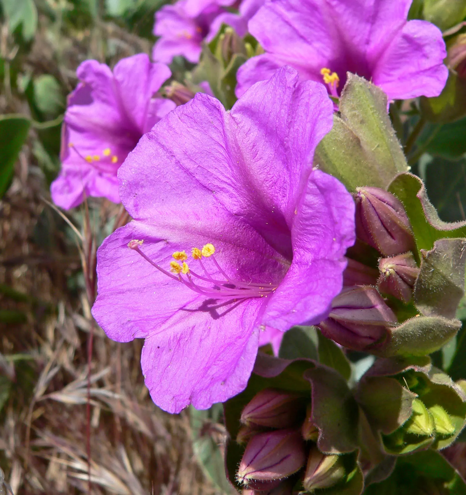 Wild Four O'Clock (Mirabilis Multiflora) — Deadheading is not necessary for this self-seeding plant