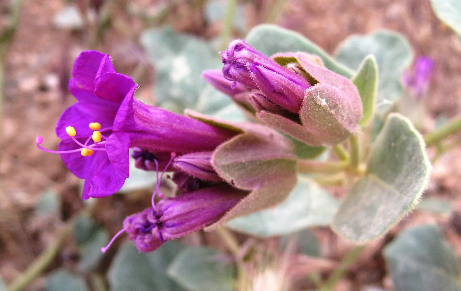 Wild Four O'Clock (Mirabilis Multiflora) — measuring about 2 to 4 inches in length