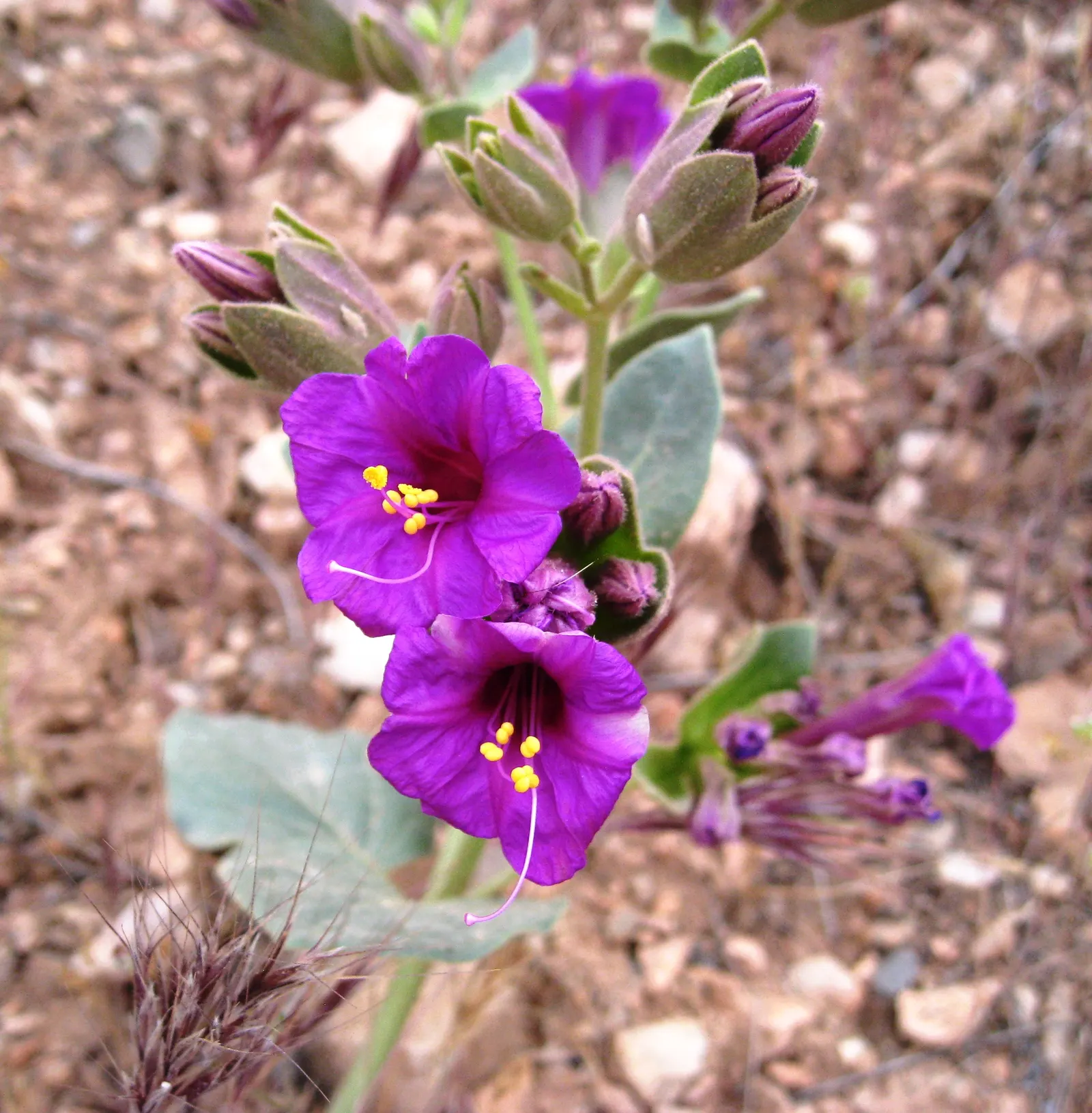 Wild Four O'Clock (Mirabilis Multiflora) — flourishing in the full sun to partial shade of arid regions