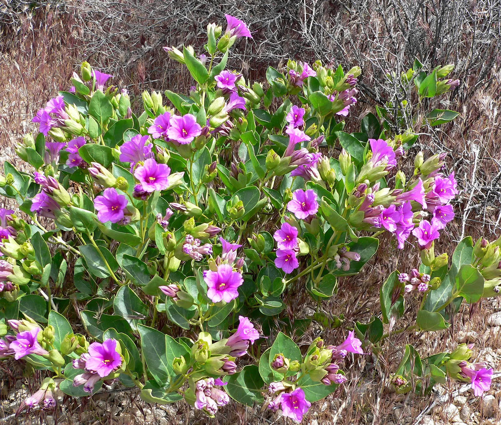 Wild Four O'Clock (Mirabilis Multiflora) — flourishing in the full sun to partial shade of arid regions; regular watering during long dry spells will maintain
