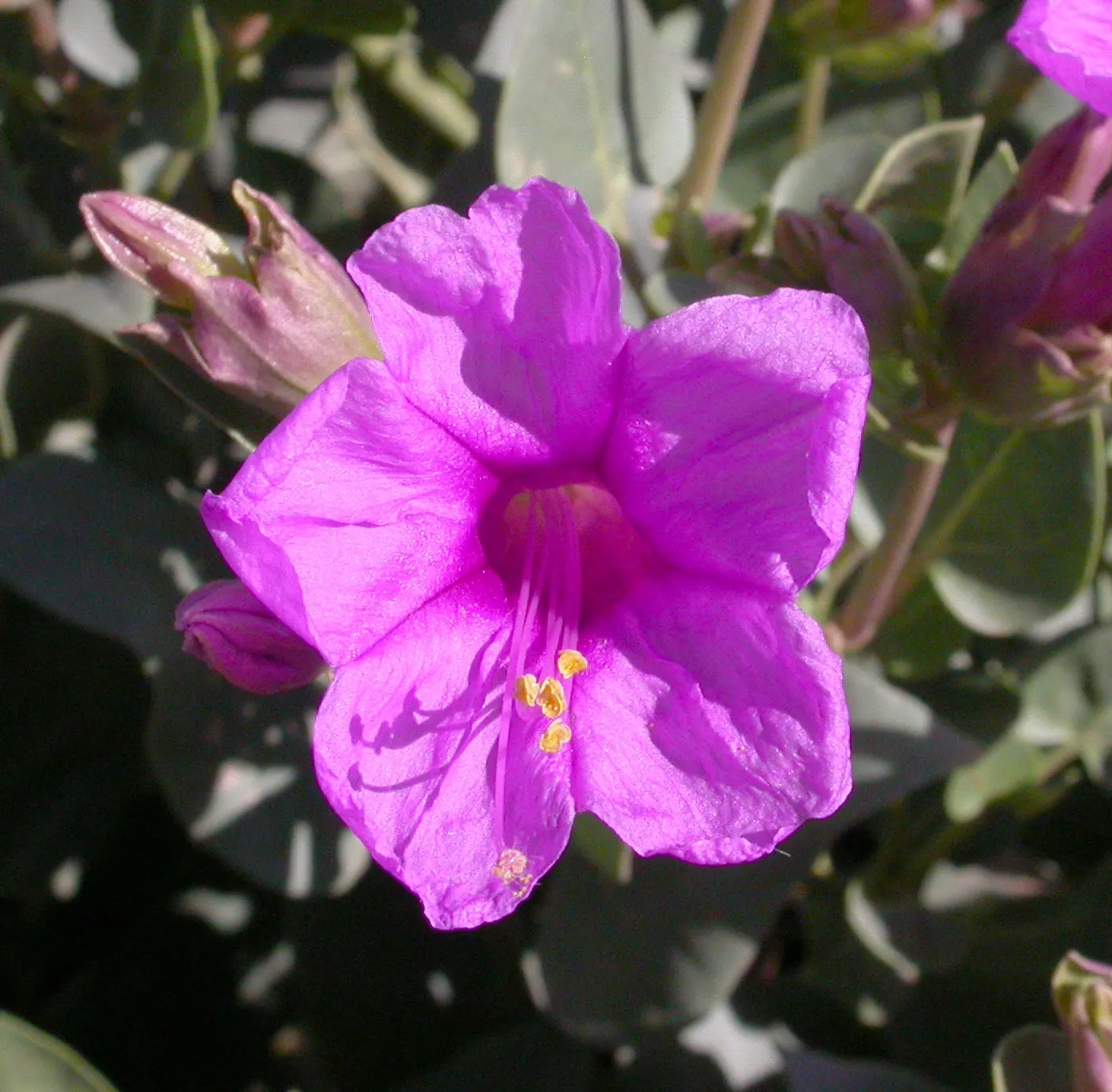 Wild Four O'Clock (Mirabilis Multiflora) — Low water requirements make it ideal for xeriscaping; presents itself as a captivating and resilient addition to any