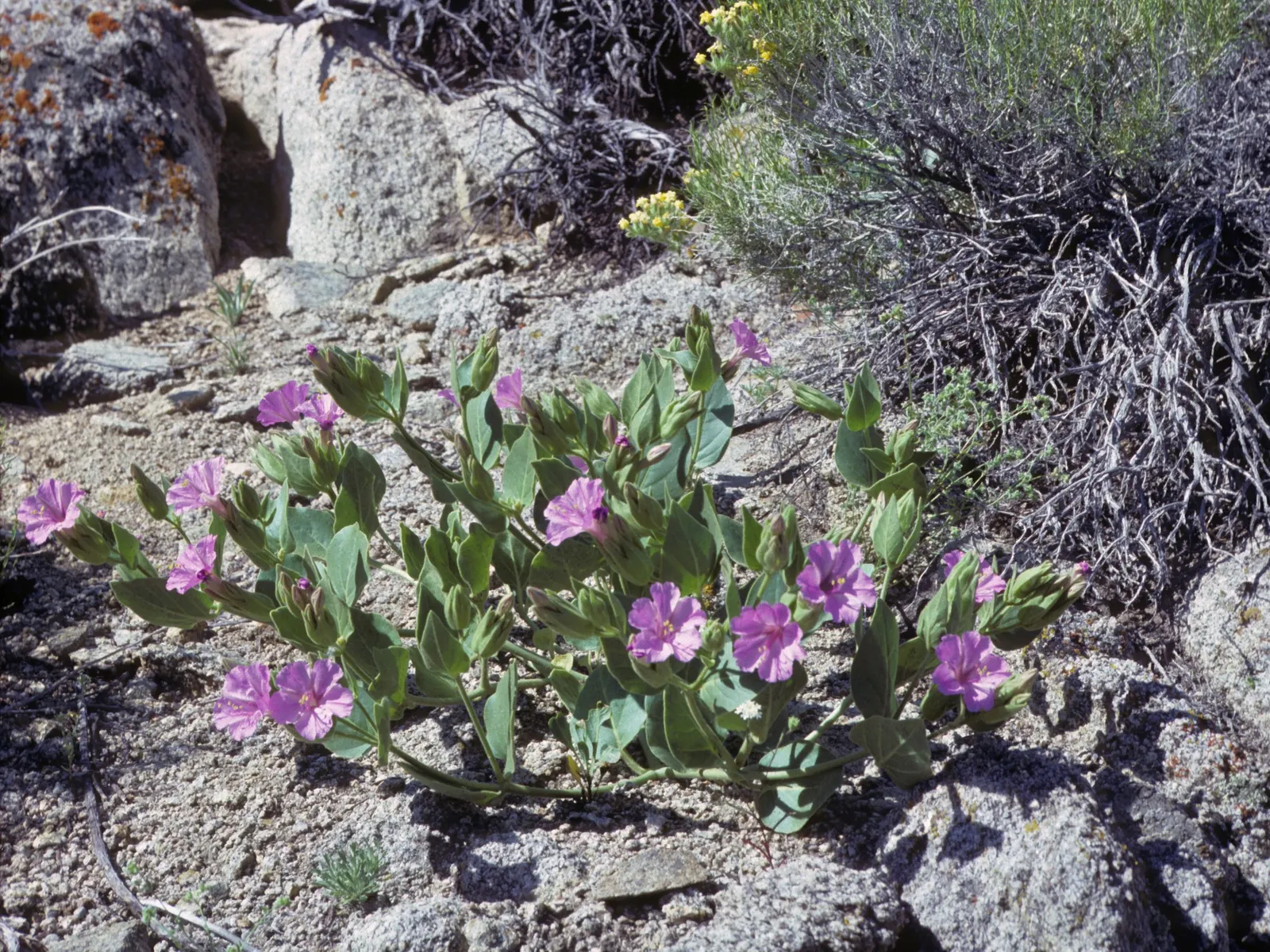Wild Four O'Clock (Mirabilis Multiflora) — often tolerating drought and poor soil conditions once established