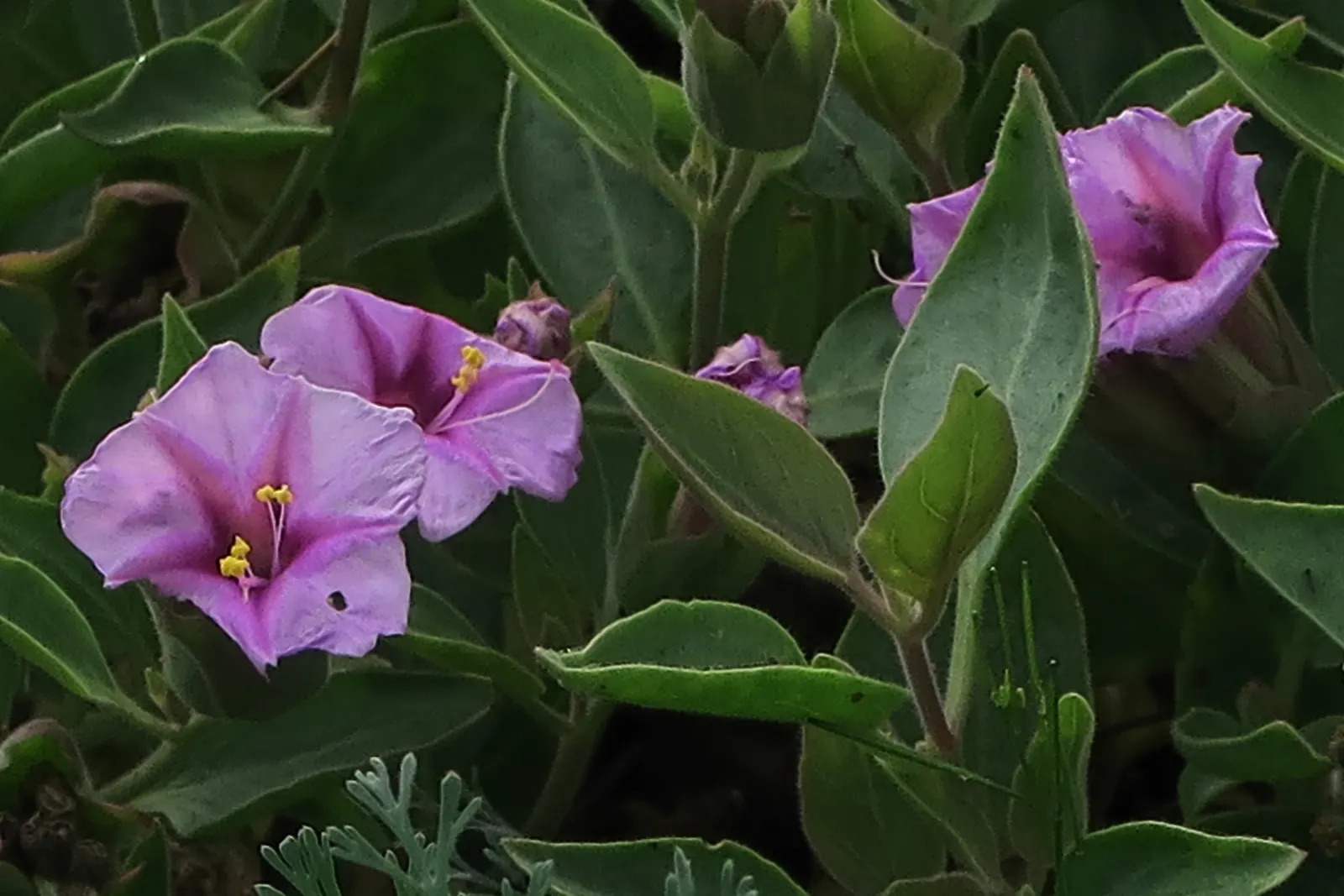 Wild Four O'Clock (Mirabilis Multiflora) — Blooms appear in summer, attracting hummingbirds and pollinators; unfurling a profusion of trumpet-shaped flowers