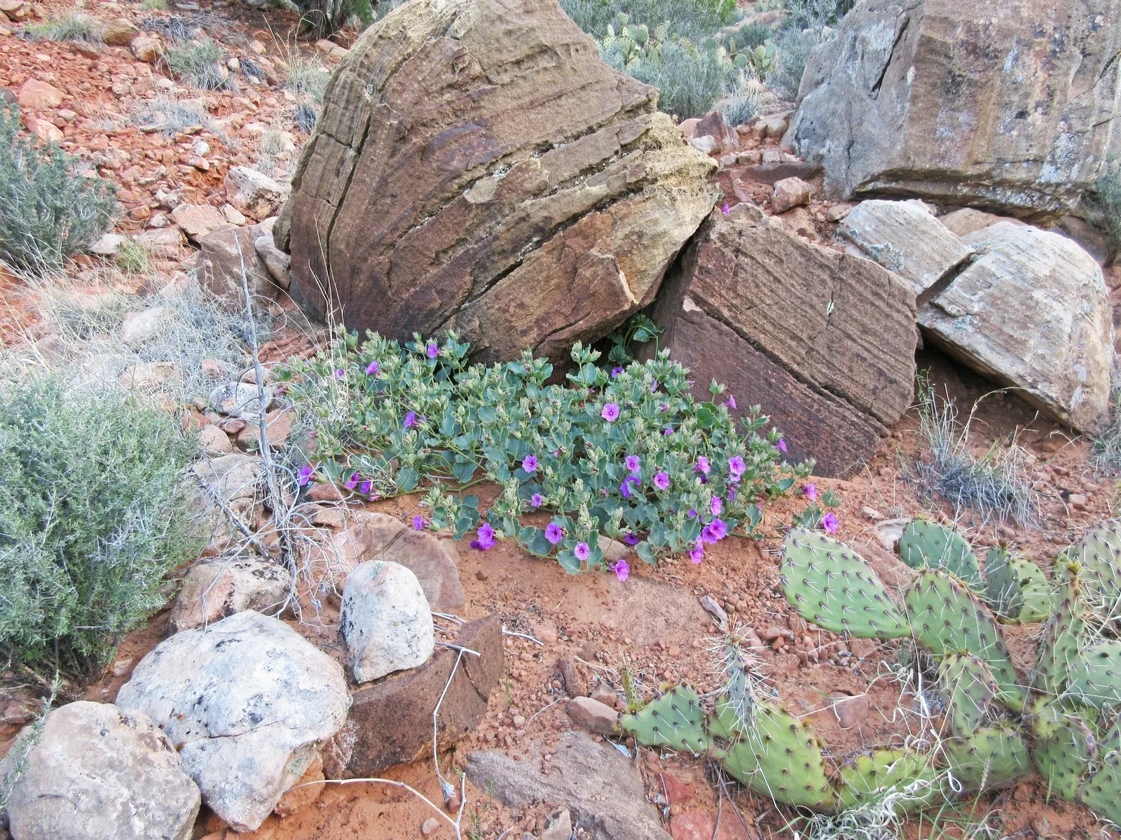 Wild Four O'Clock (Mirabilis Multiflora) — Low water requirements make it ideal for xeriscaping; presents itself as a captivating and resilient, image 53