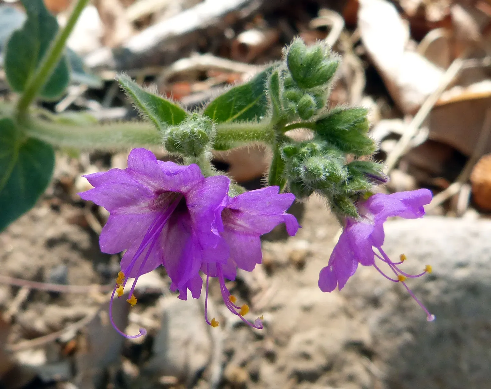 Wild Four O'Clock (Mirabilis Multiflora) — This vivid perennial thrives in USDA hardiness zones 4 through 9; measuring about 2 to 4 inches in length