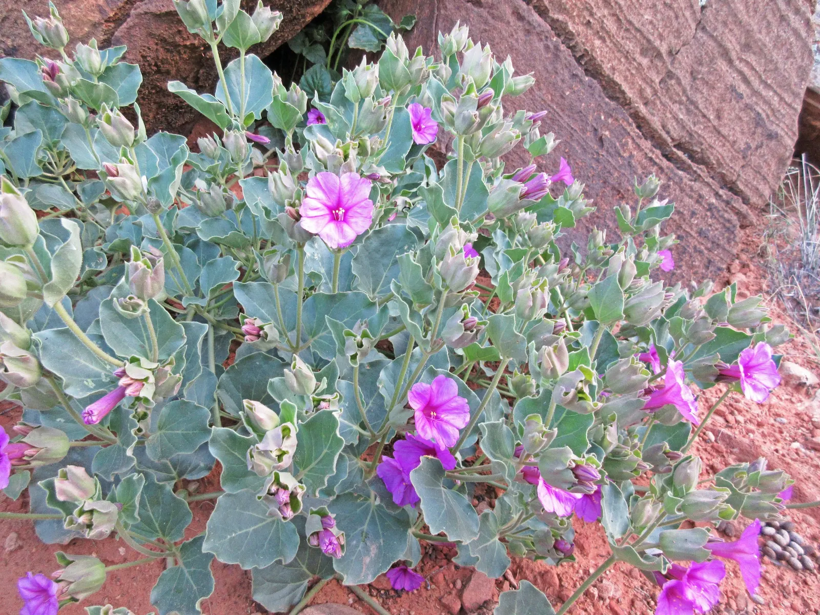 Wild Four O'Clock (Mirabilis Multiflora) — It showcases trumpet-shaped magenta blooms that come alive late afternoon to evening; this plant reaches, image 50