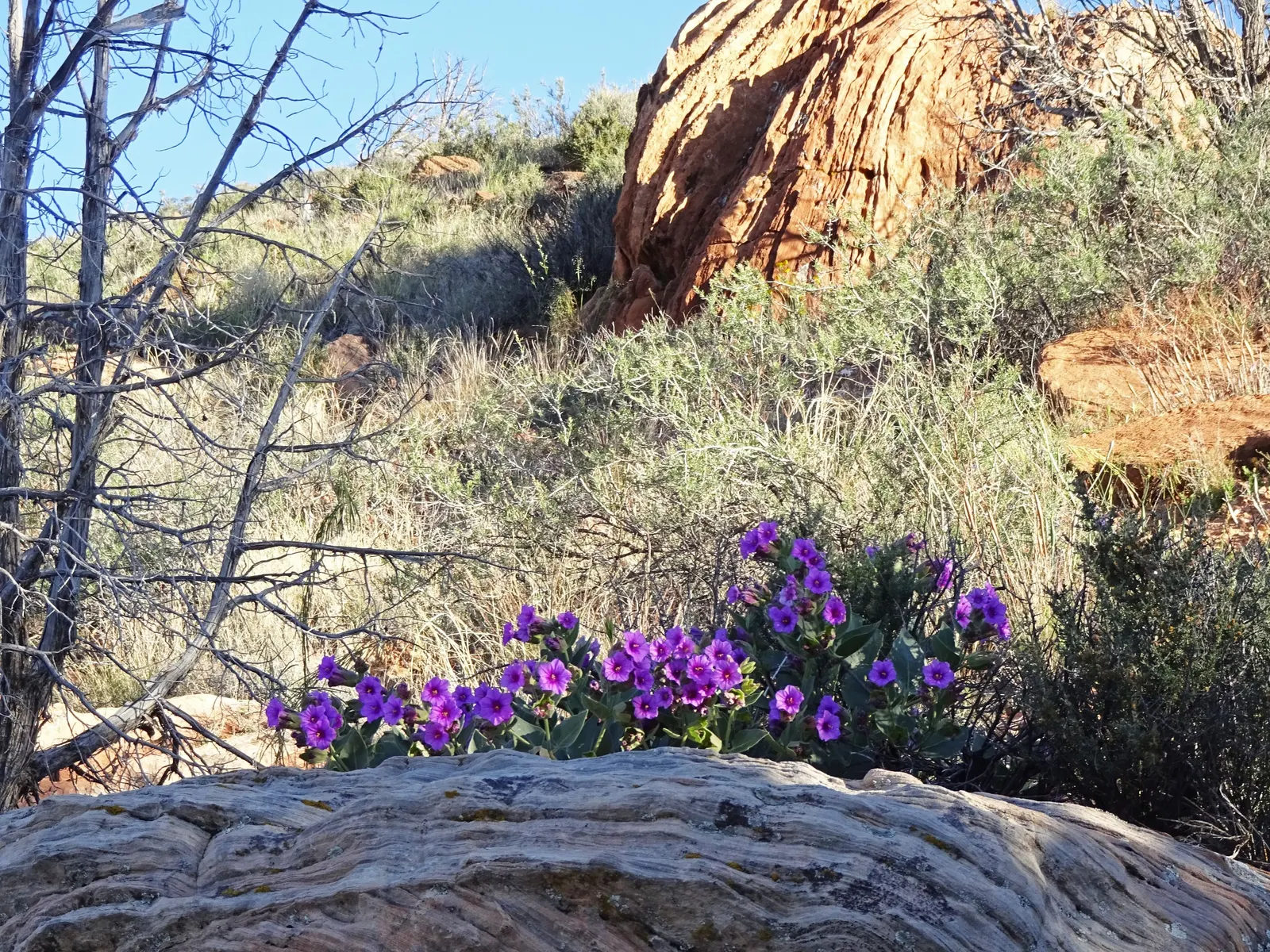 Wild Four O'Clock (Mirabilis Multiflora) — the Wild Four O'Clock blooms in the late afternoon to early evening