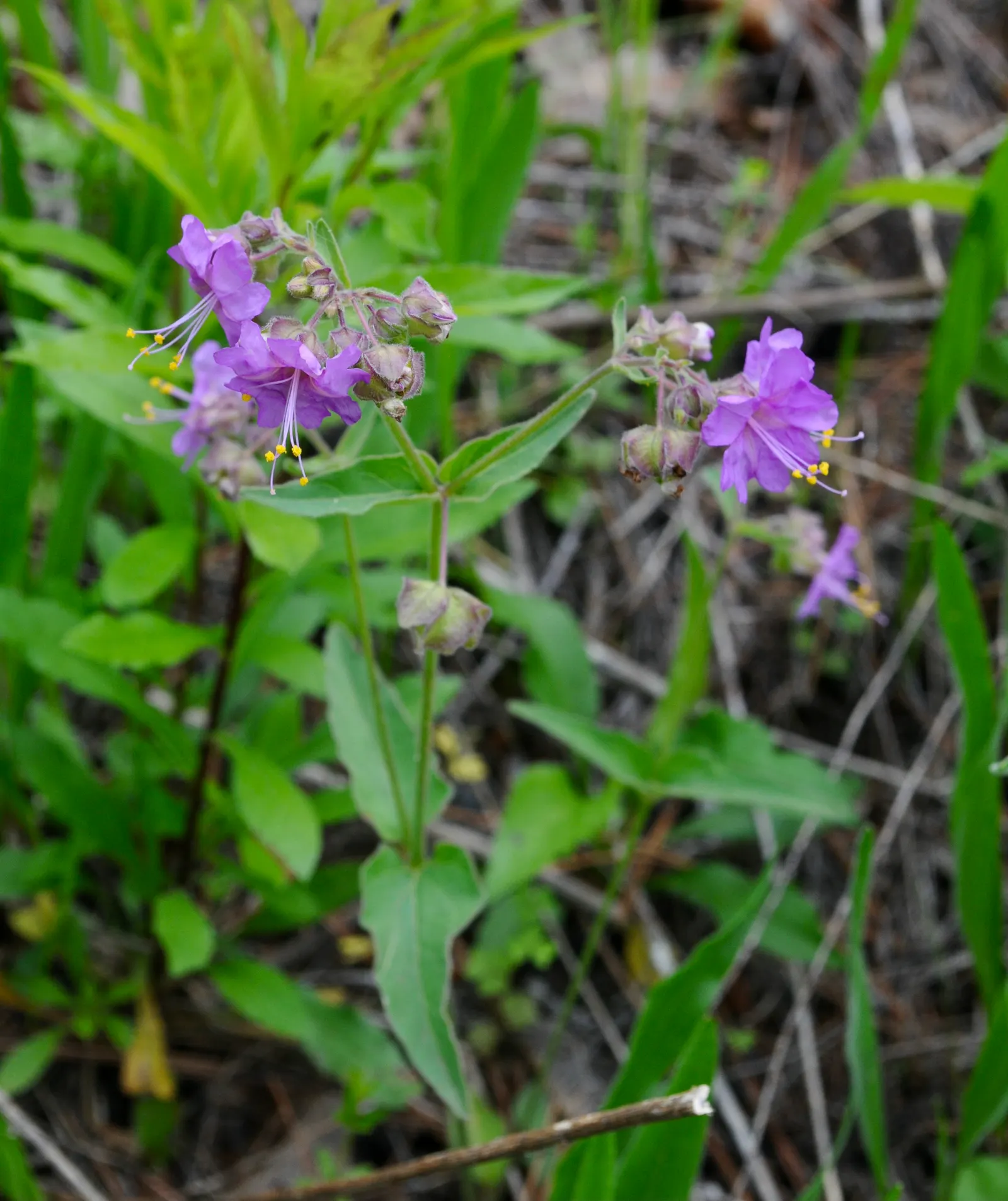 Wild Four O'Clock (Mirabilis Multiflora) — this plant reaches an average height and width of 18 to 36 inches