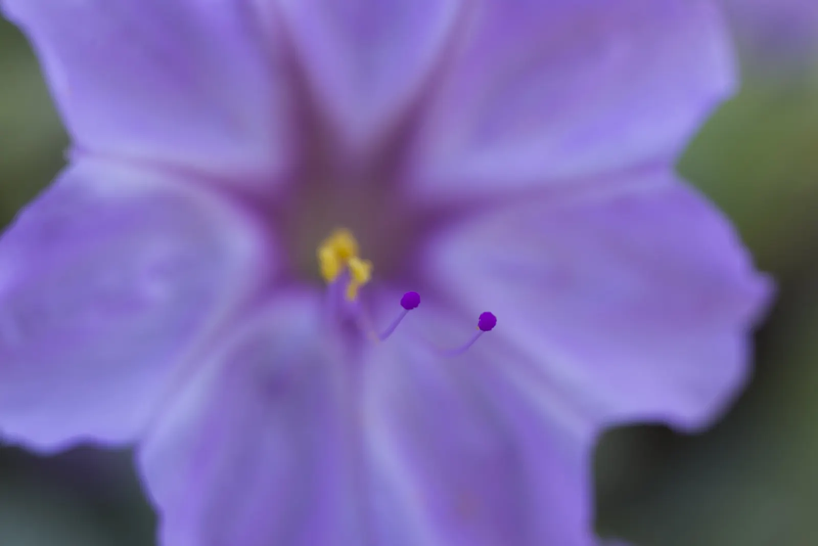 Wild Four O'Clock (Mirabilis Multiflora) — which can add enduring charm to the designed landscape with its punctual and radiant annual displays
