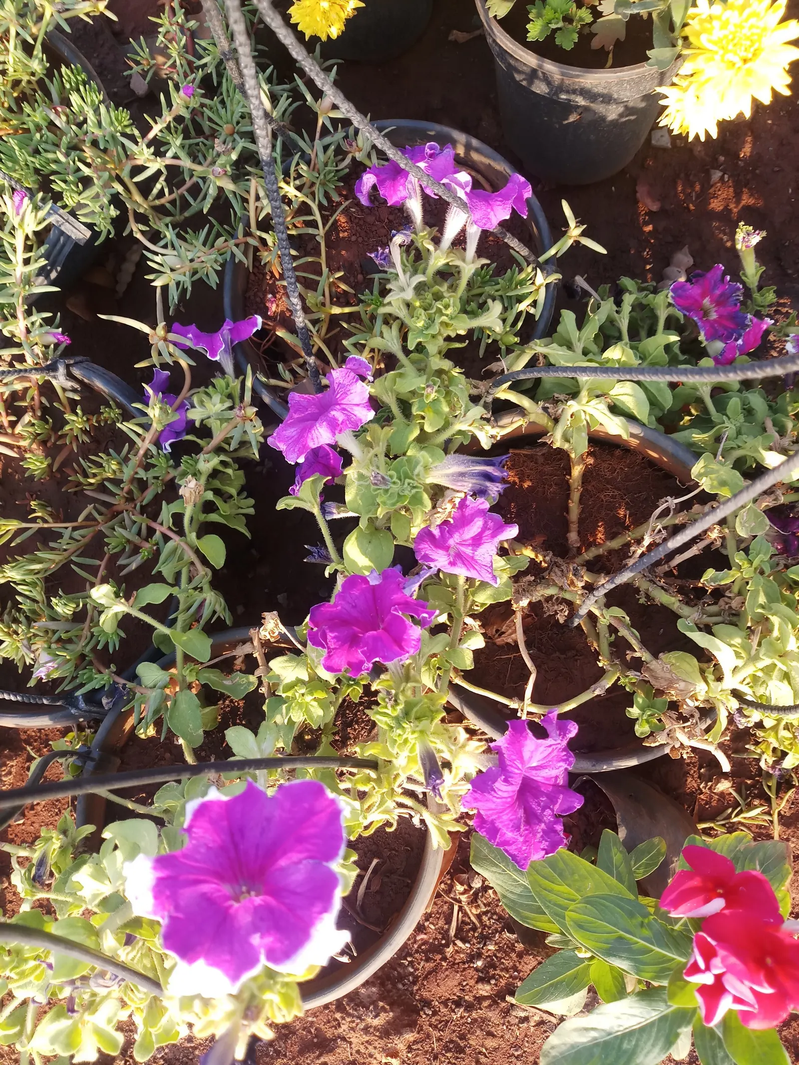 Wild Four O'Clock (Mirabilis Multiflora) — often tolerating drought and poor soil conditions once established; this plant reaches 18-24 inches in height with a