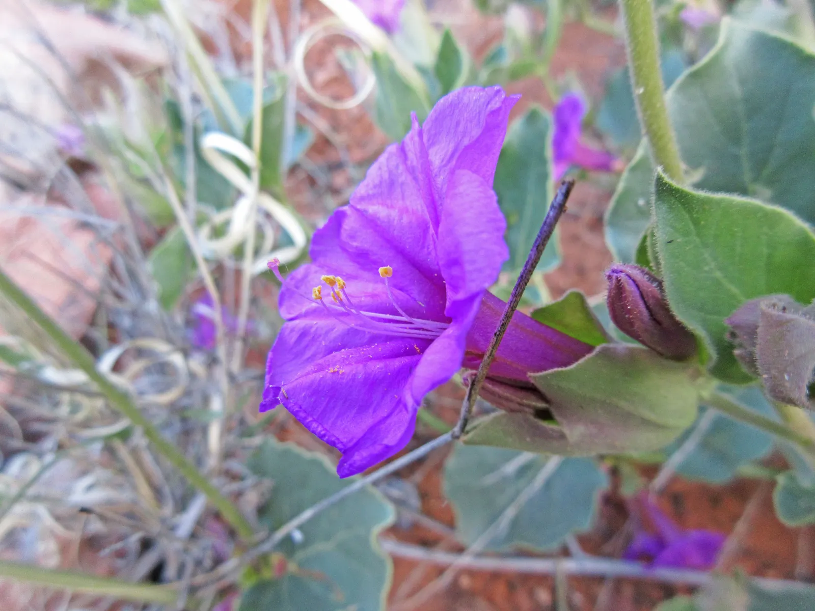 Wild Four O'Clock (Mirabilis Multiflora) — the Wild Four O'Clock blooms in the late afternoon to early evening; perennial with pink blooms