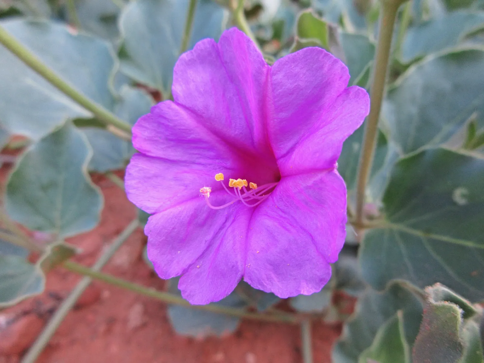 Wild Four O'Clock (Mirabilis Multiflora) — perennial with pink blooms; the Wild Four O'Clock blooms in the late afternoon to early evening
