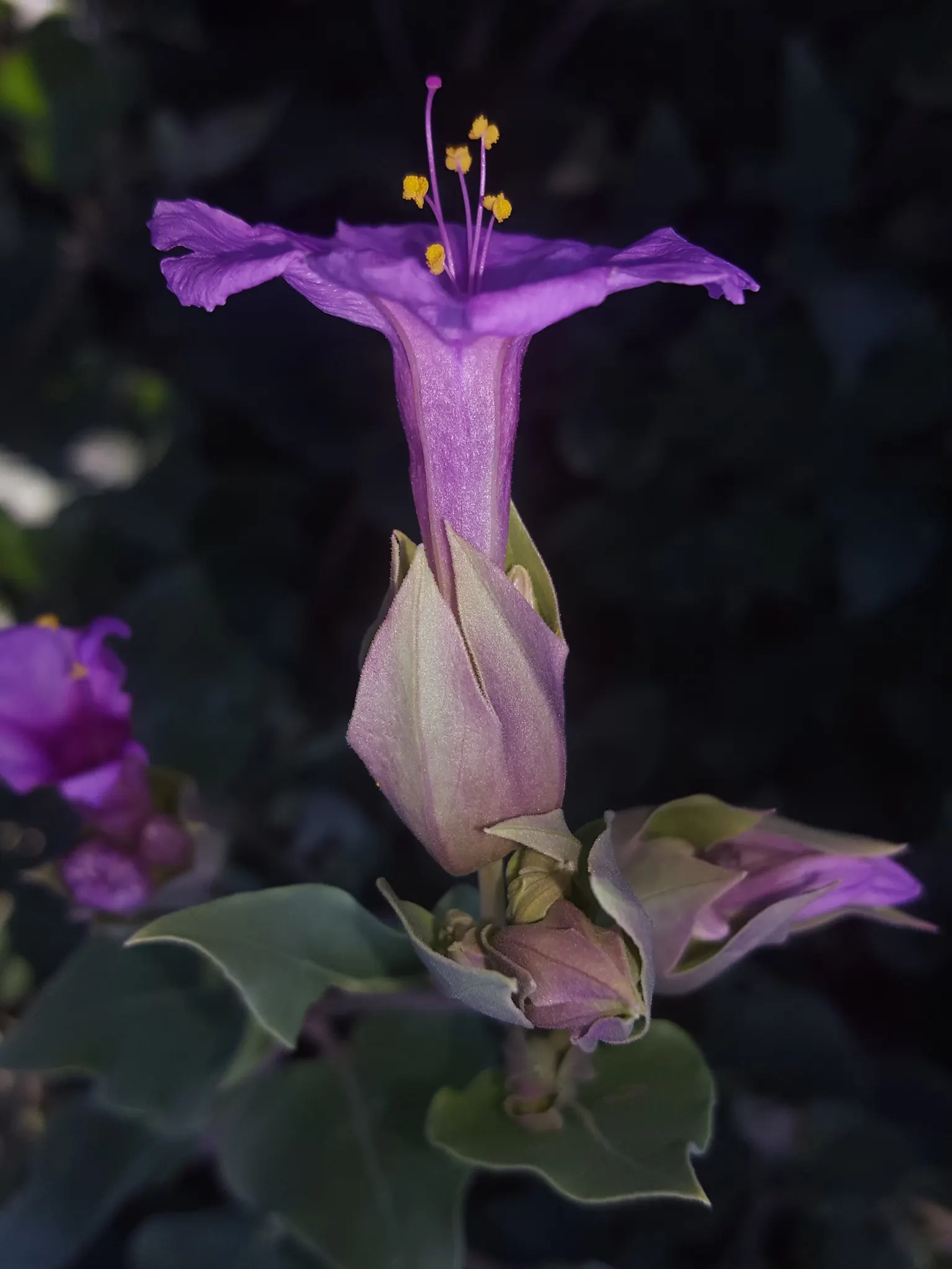 Wild Four O'Clock (Mirabilis Multiflora) — this plant reaches an average height and width of 18 to 36 inches; it showcases trumpet-shaped magenta blooms that