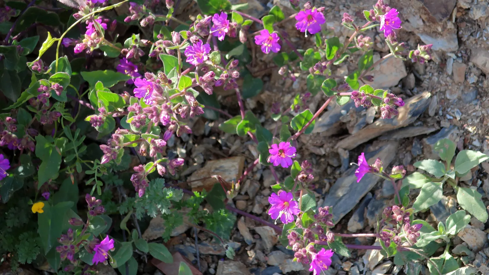 Wild Four O'Clock (Mirabilis Multiflora) — pink flowers in the garden; scientifically known as Mirabilis multiflora
