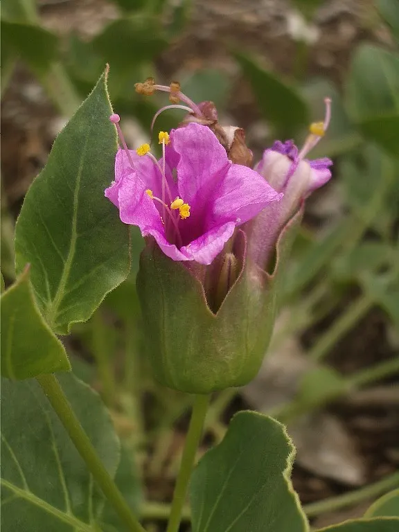 Wild Four O'Clock (Mirabilis Multiflora) — Wild Four O'Clocks prefer well-drained soils