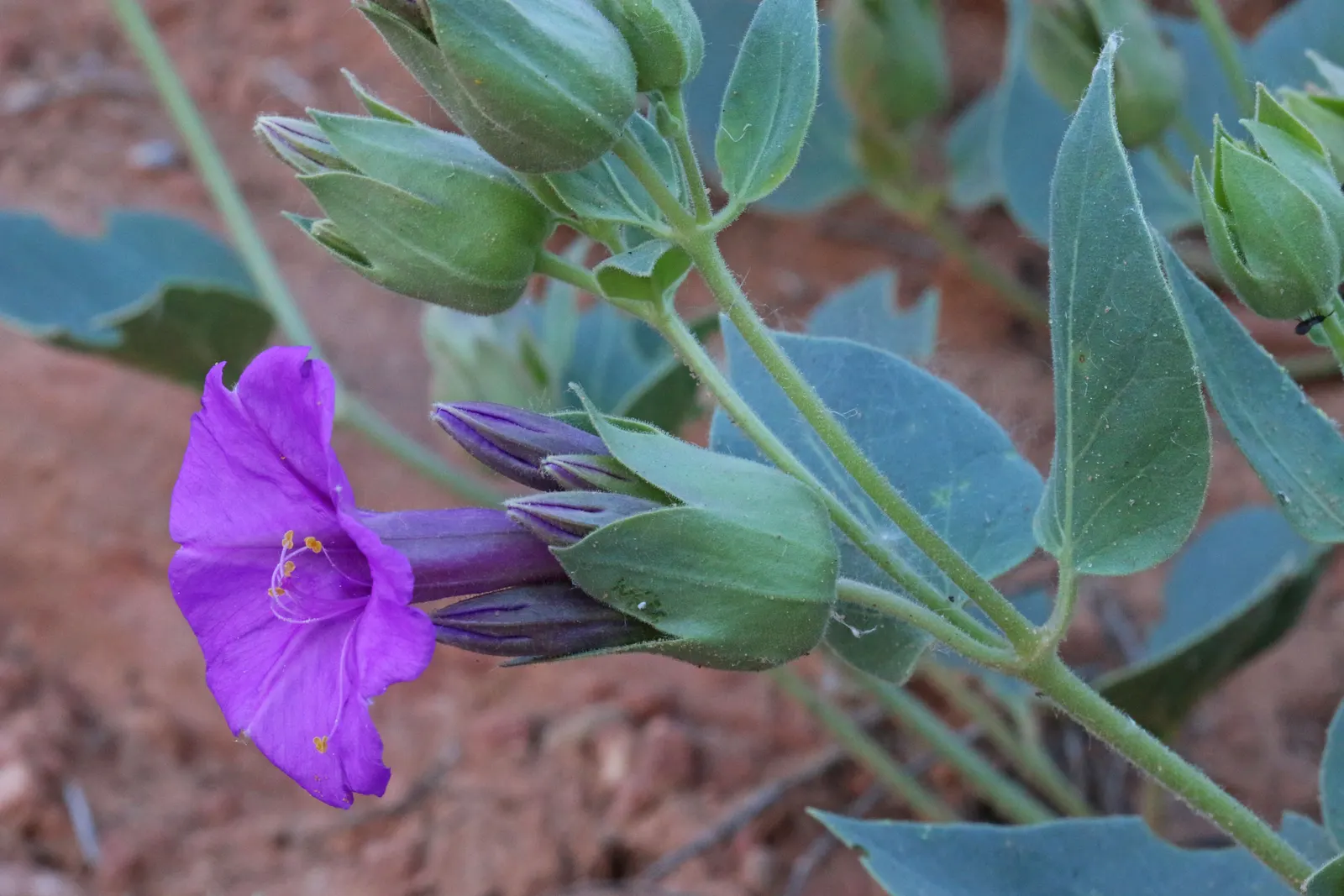 Wild Four O'Clock (Mirabilis Multiflora) — This vivid perennial thrives in USDA hardiness zones 4 through 9
