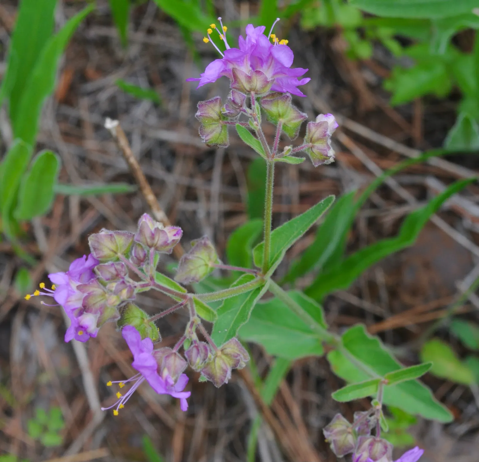 Wild Four O'Clock (Mirabilis Multiflora) — Blooms appear in summer, attracting hummingbirds and pollinators; unfurling a profusion of, image 54