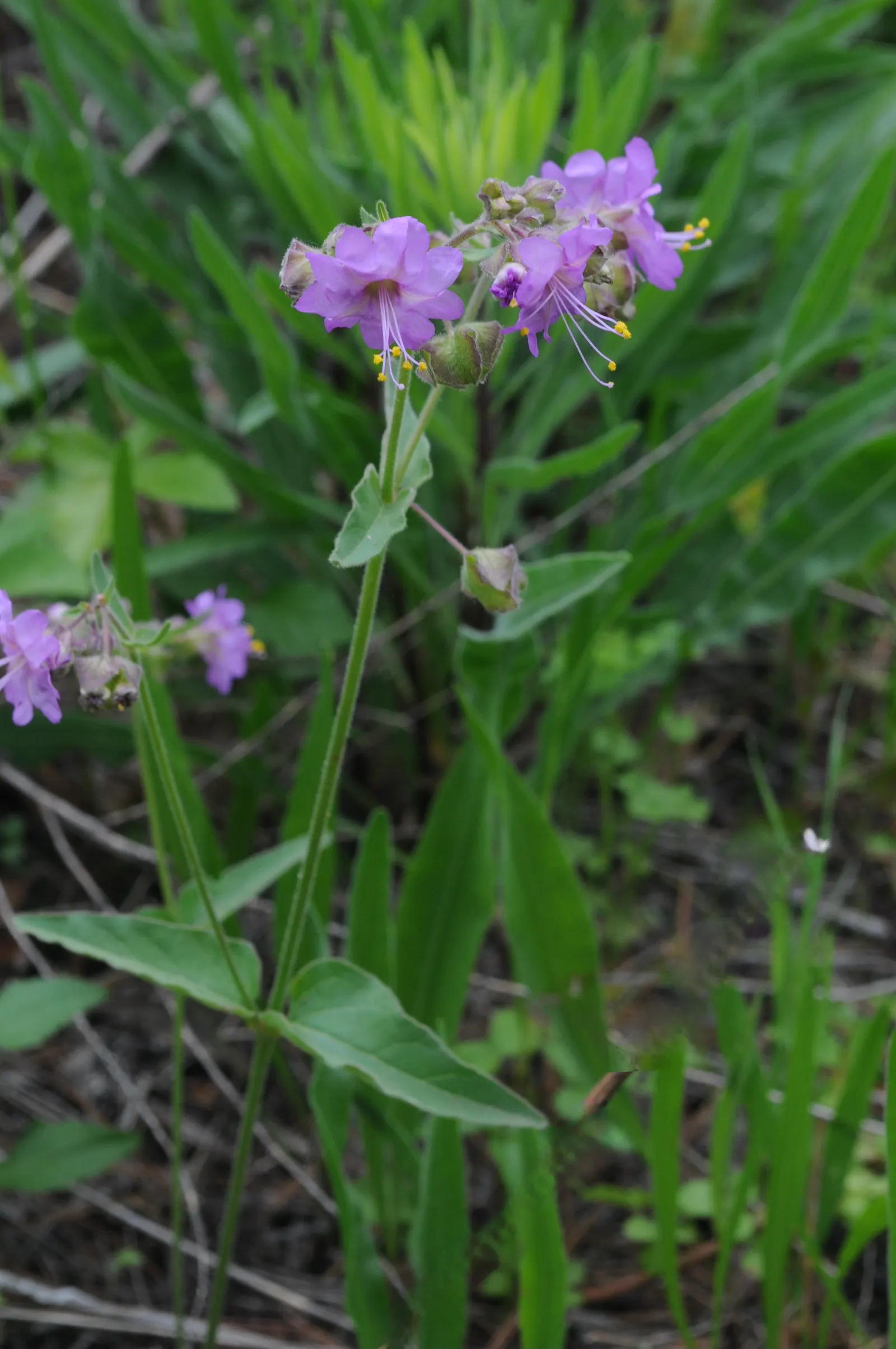 Wild Four O'Clock (Mirabilis Multiflora) — Low water requirements make it ideal for xeriscaping