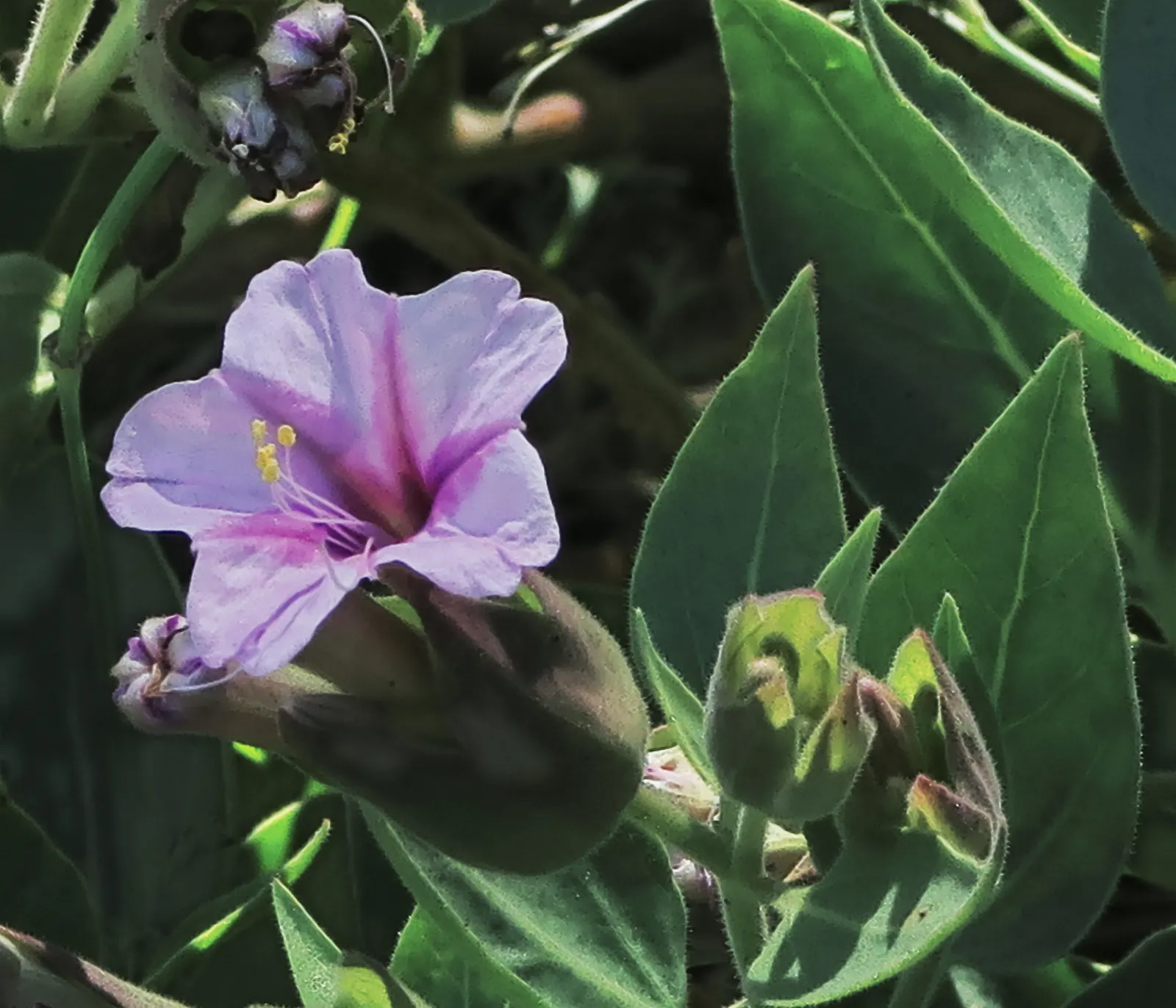 Wild Four O'Clock (Mirabilis Multiflora) — It showcases trumpet-shaped magenta blooms that come alive late afternoon to evening; this plant reaches an average