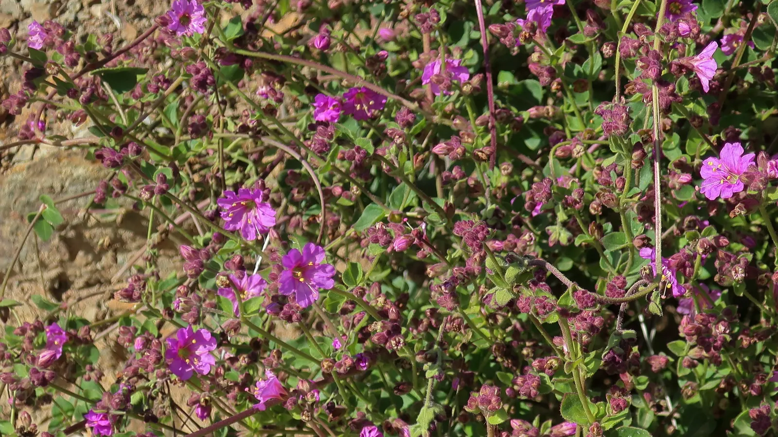 Wild Four O'Clock (Mirabilis Multiflora) — Deadheading is not necessary for this self-seeding plant; wild Four O'Clocks prefer well-drained soils