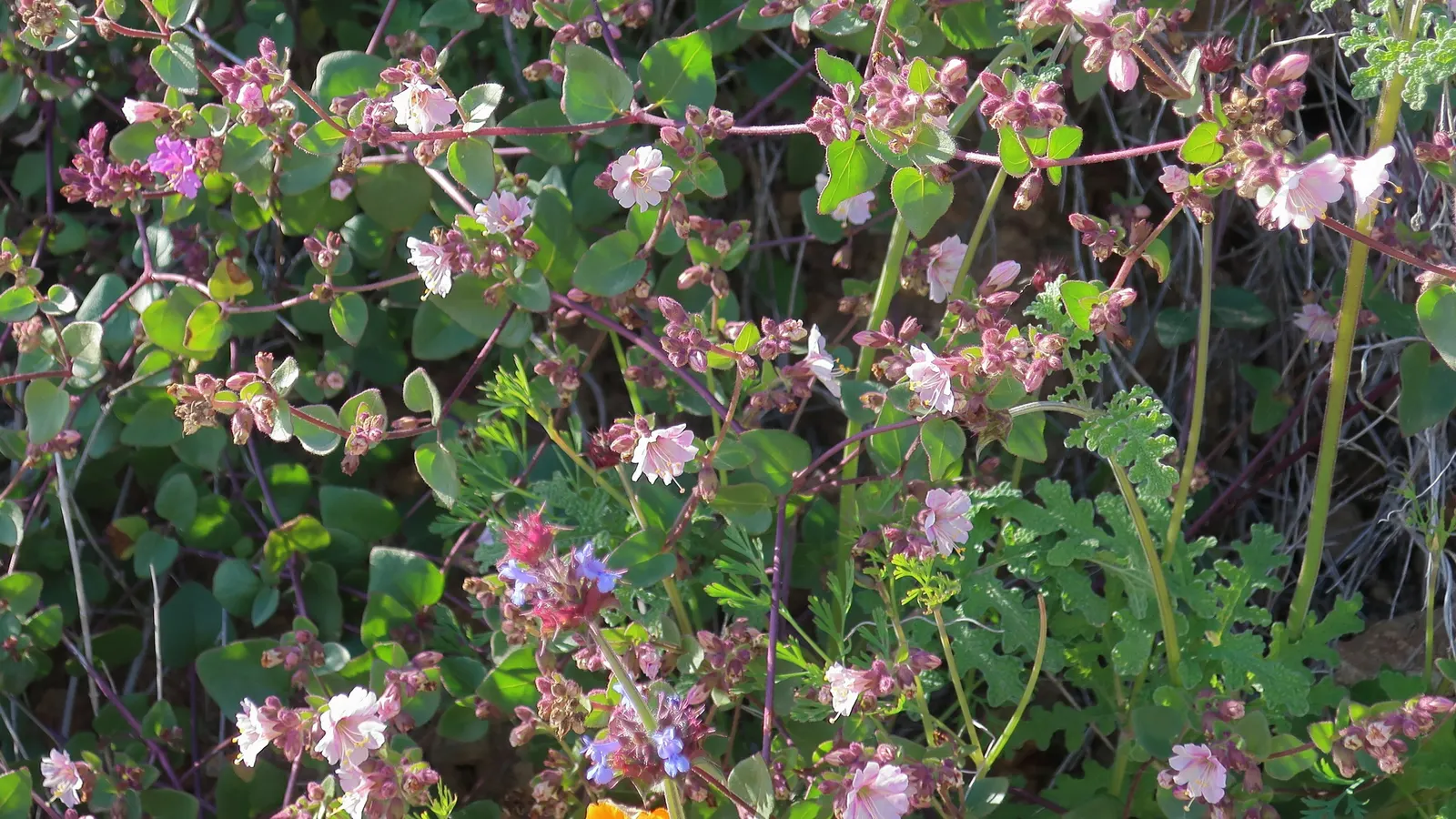 Wild Four O'Clock (Mirabilis Multiflora) — The Wild Four O'Clock (Mirabilis multiflora) is a durable North American perennial thriving in USDA, image 49