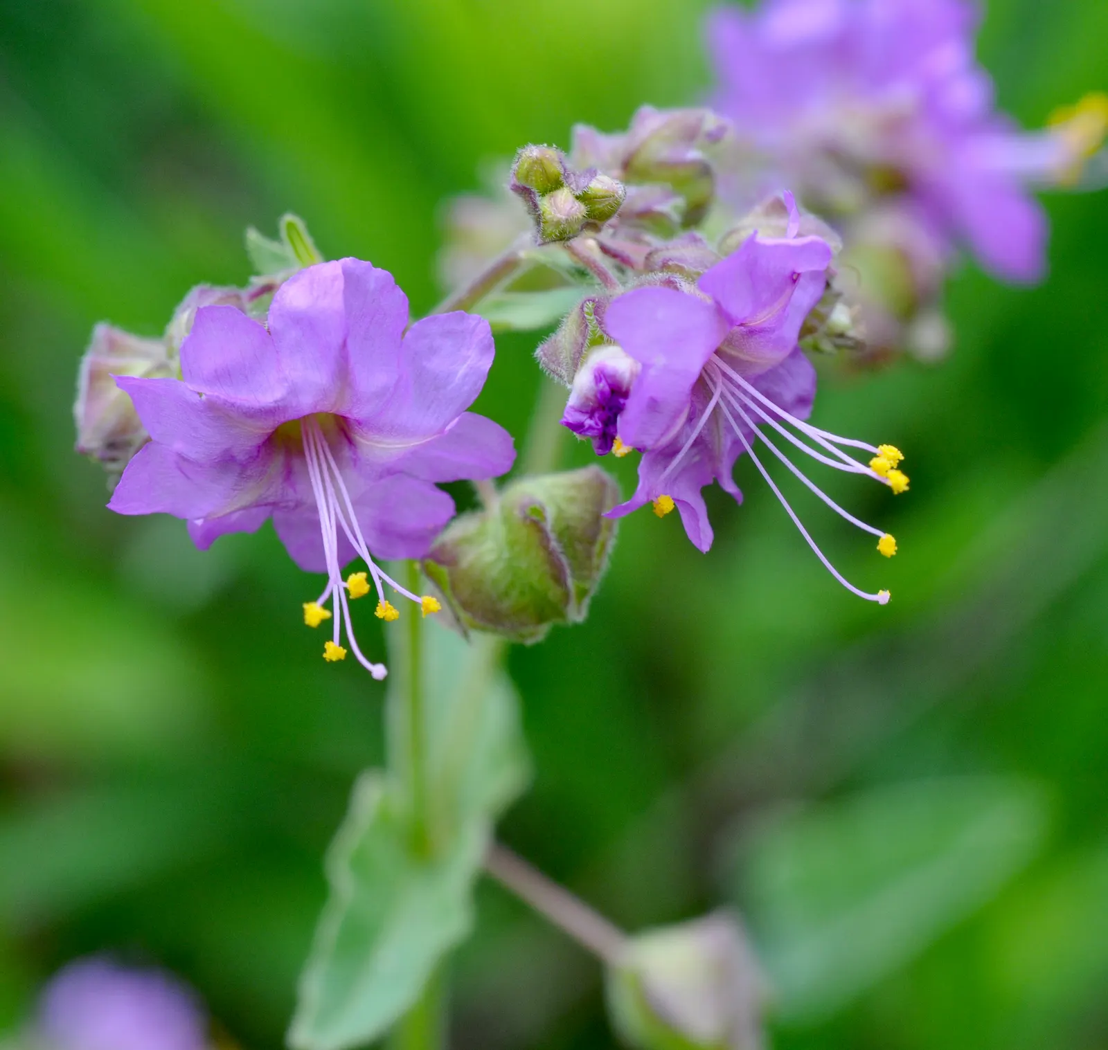 Wild Four O'Clock (Mirabilis Multiflora) — presents itself as a captivating and resilient addition to any landscape design