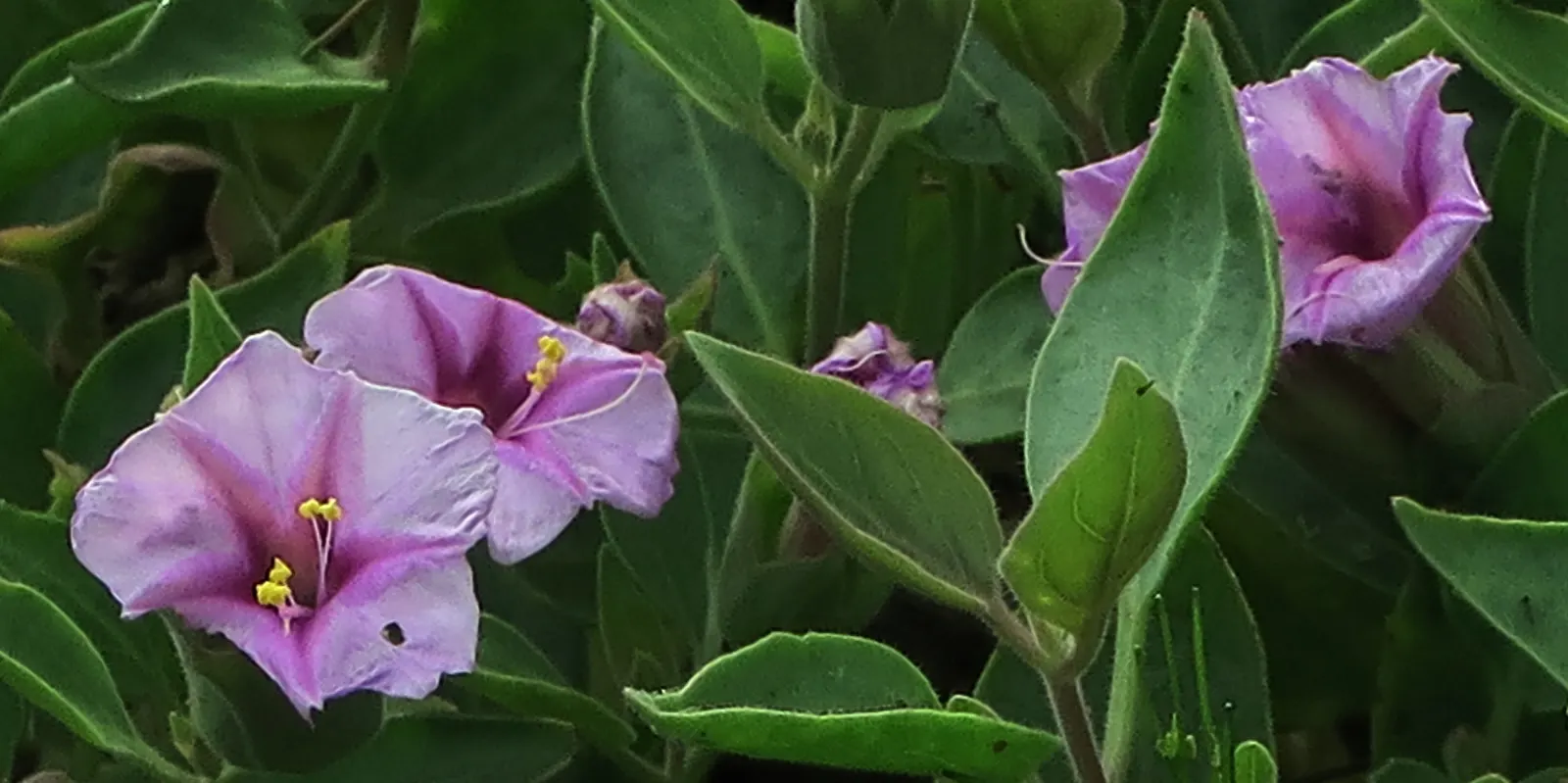 Wild Four O'Clock (Mirabilis Multiflora) — This plant reaches 18-24 inches in height with a similar spread
