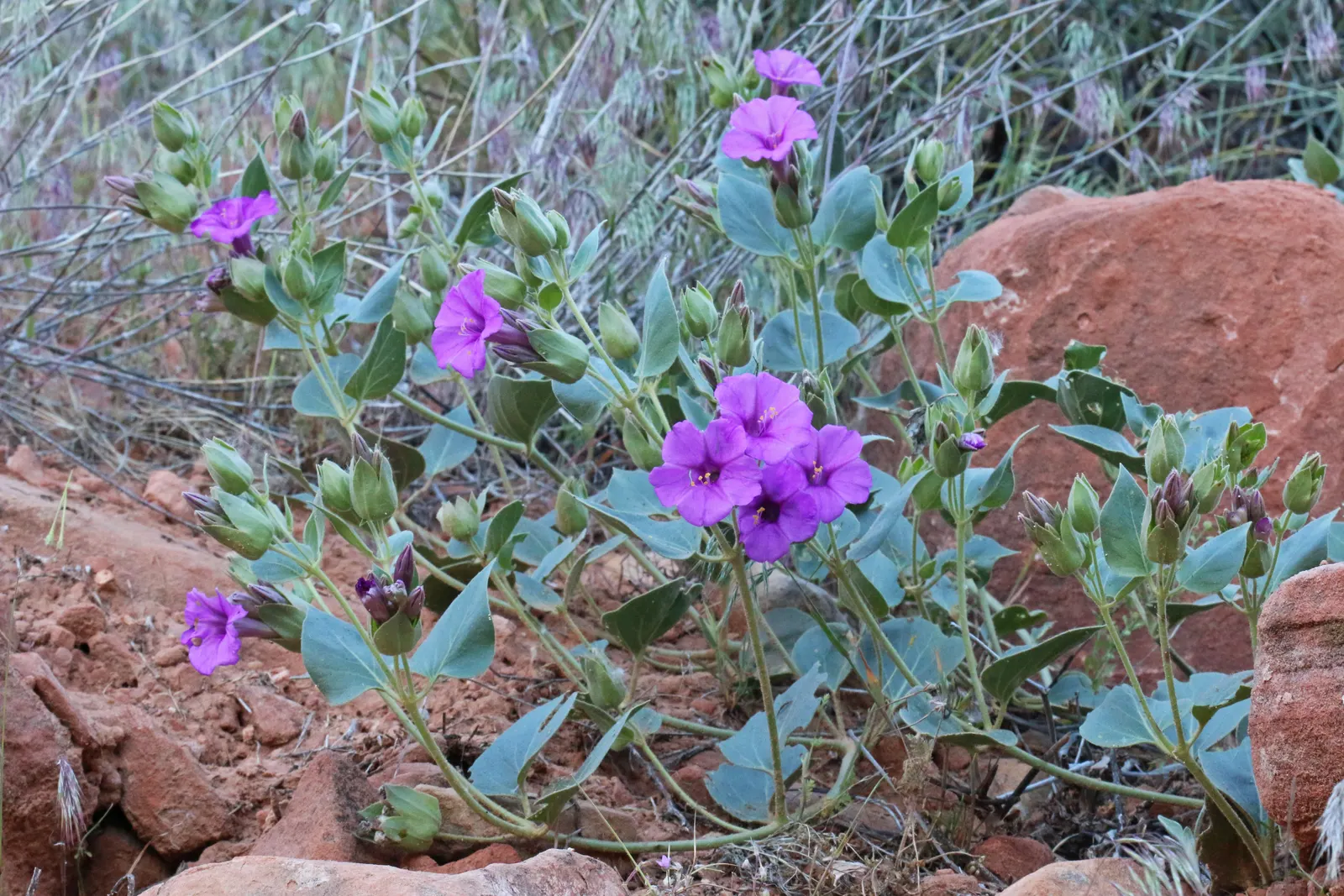 Wild Four O'Clock (Mirabilis Multiflora) — with a rich green hue that offers a luscious backdrop to its floral display