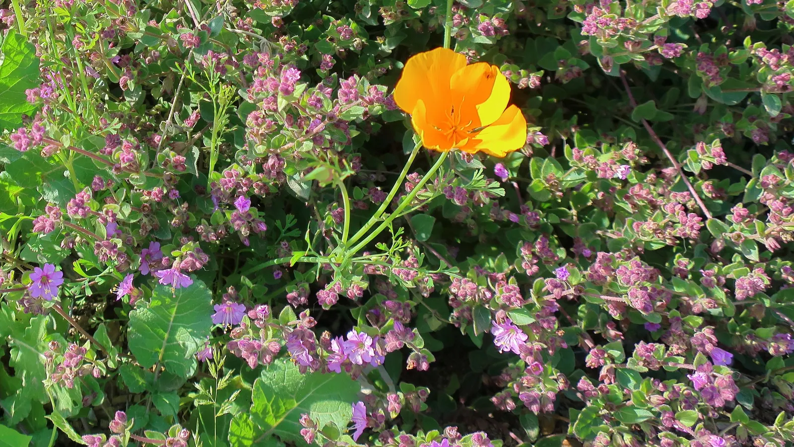 Wild Four O'Clock (Mirabilis Multiflora) — These blossoms boast a striking magenta coloration and can grow up to 1 inch long; with a rich green hue that offers