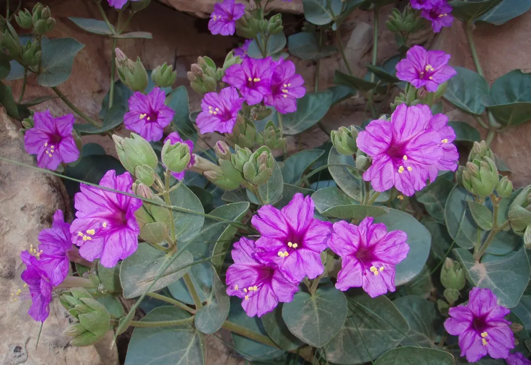 Wild Four O'Clock (Mirabilis Multiflora) — which can add enduring charm to the designed landscape with its punctual and radiant annual displays; perennial for